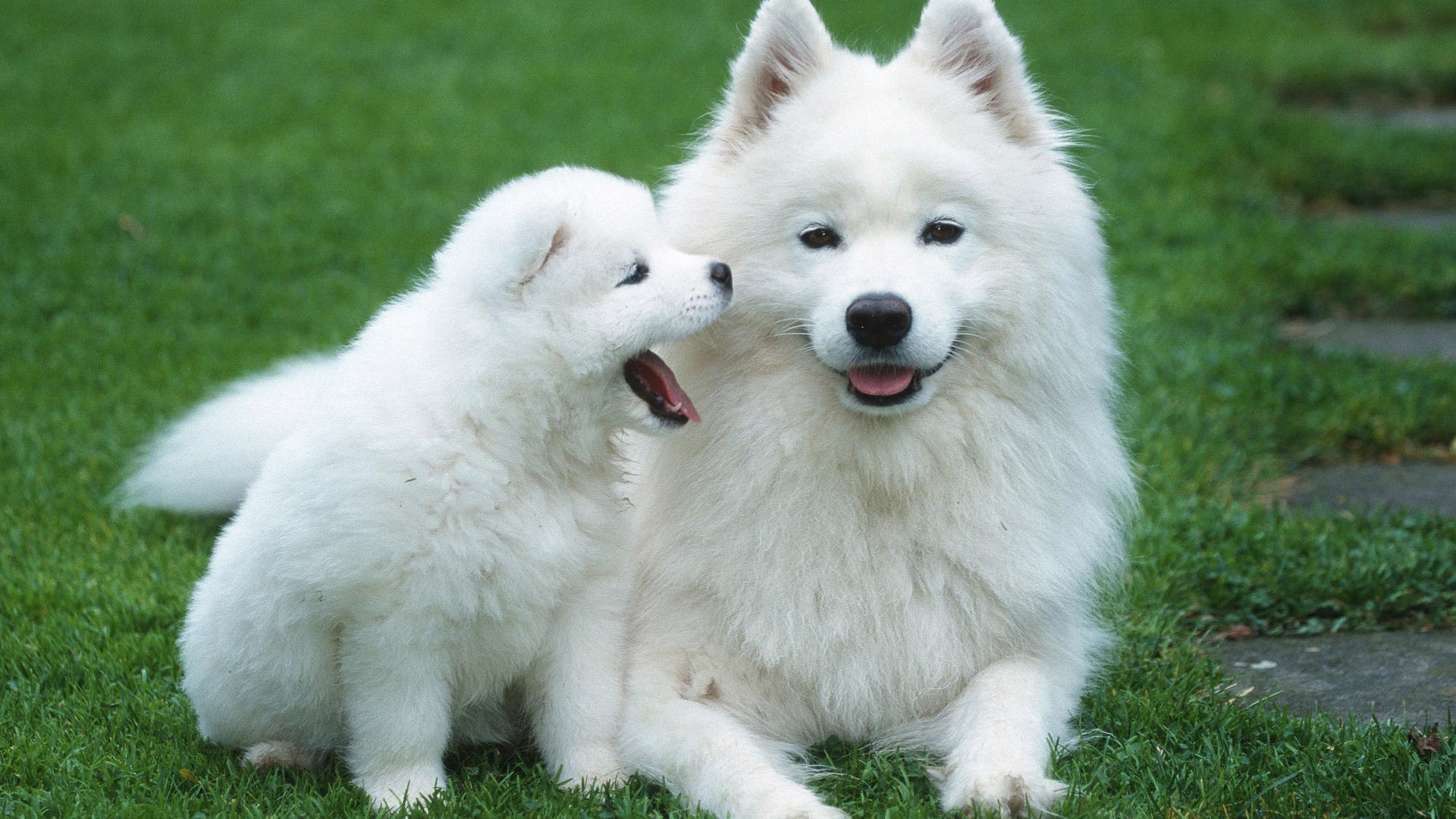 White Dog Wallpaper Download - Dog And Her Baby , HD Wallpaper & Backgrounds