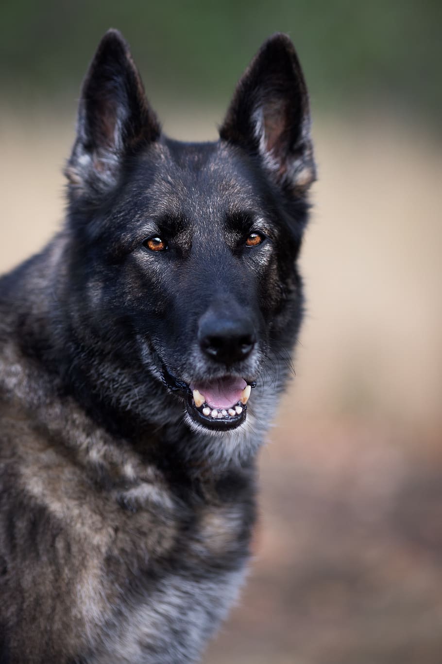German Shepherd, Dog, Large, Grey, Animal, Nature, - Grey German Shepherd , HD Wallpaper & Backgrounds