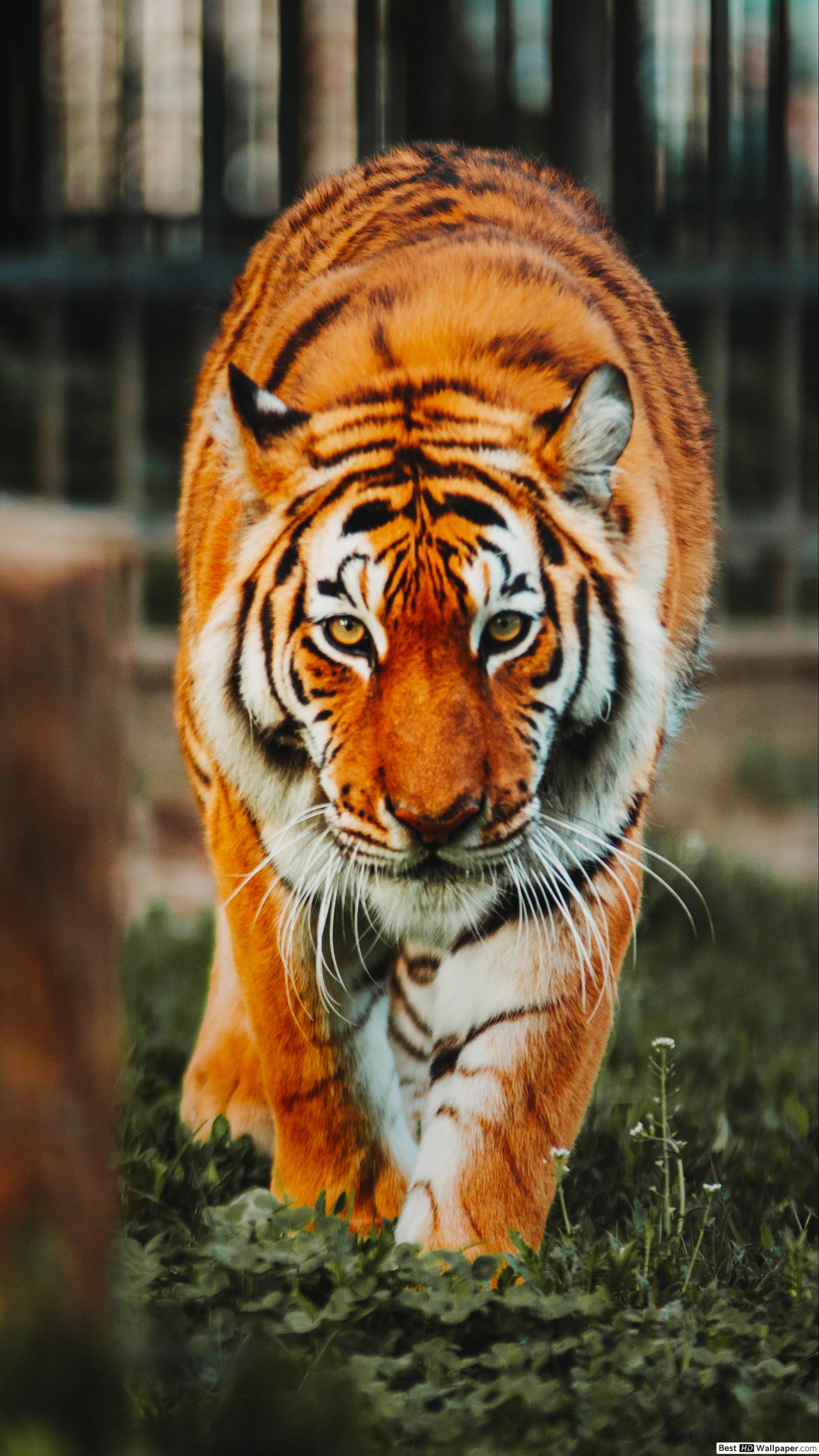 Tiger Images Hd Download , HD Wallpaper & Backgrounds