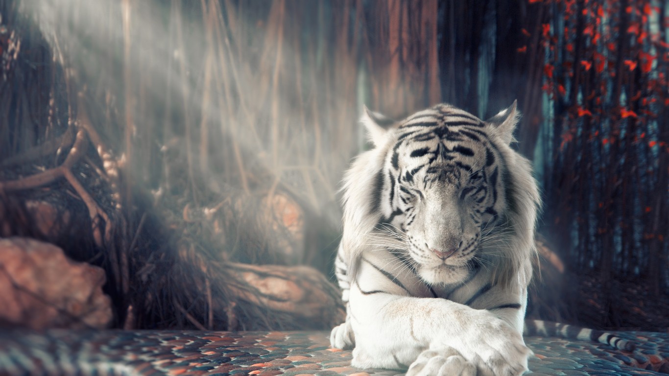 White Tiger Wallpaper 4k , HD Wallpaper & Backgrounds
