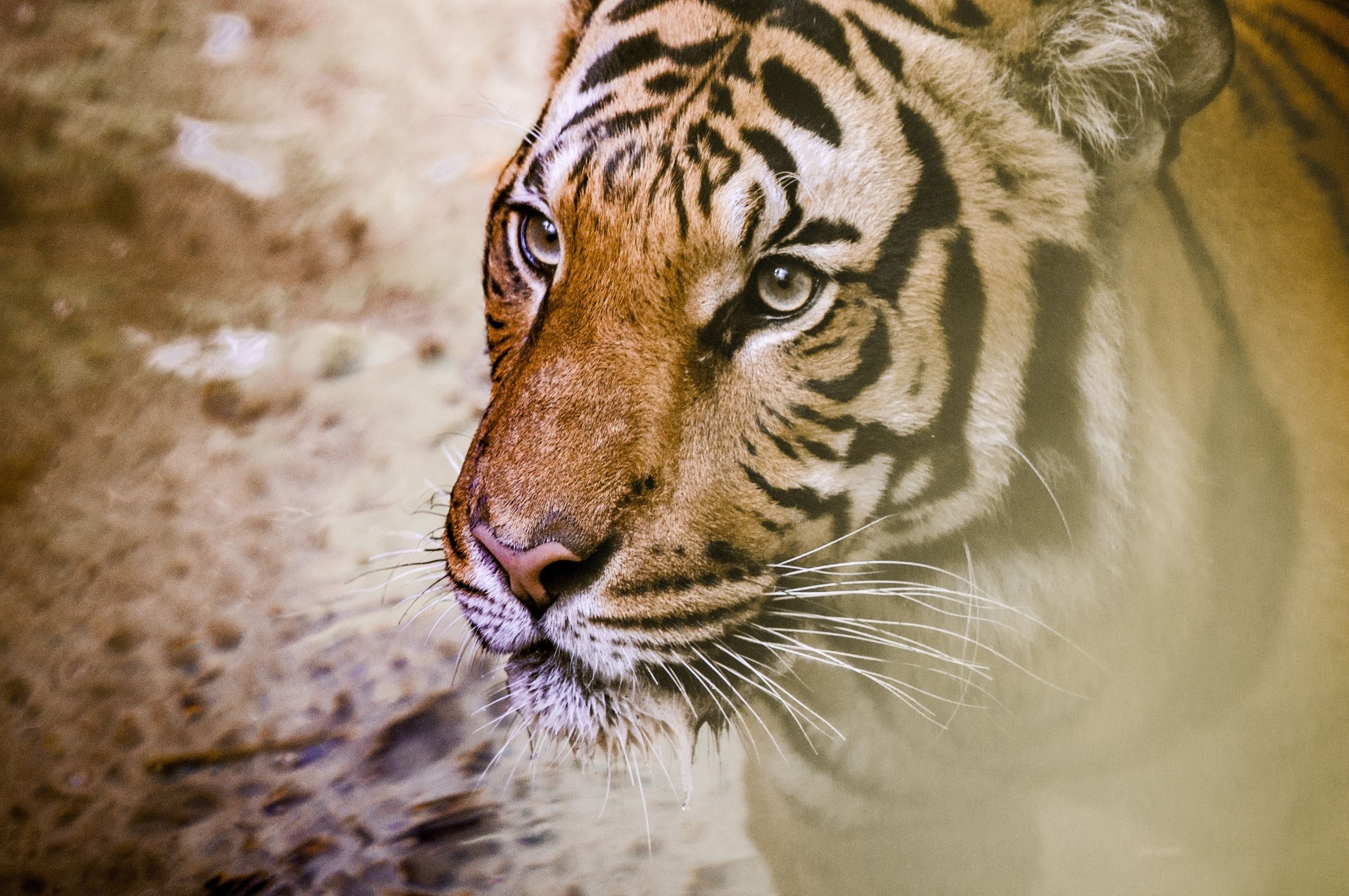 Aggressive Tiger , HD Wallpaper & Backgrounds