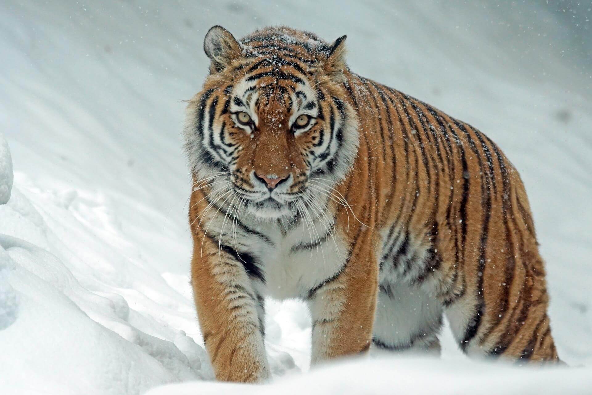 Siberian Tiger , HD Wallpaper & Backgrounds