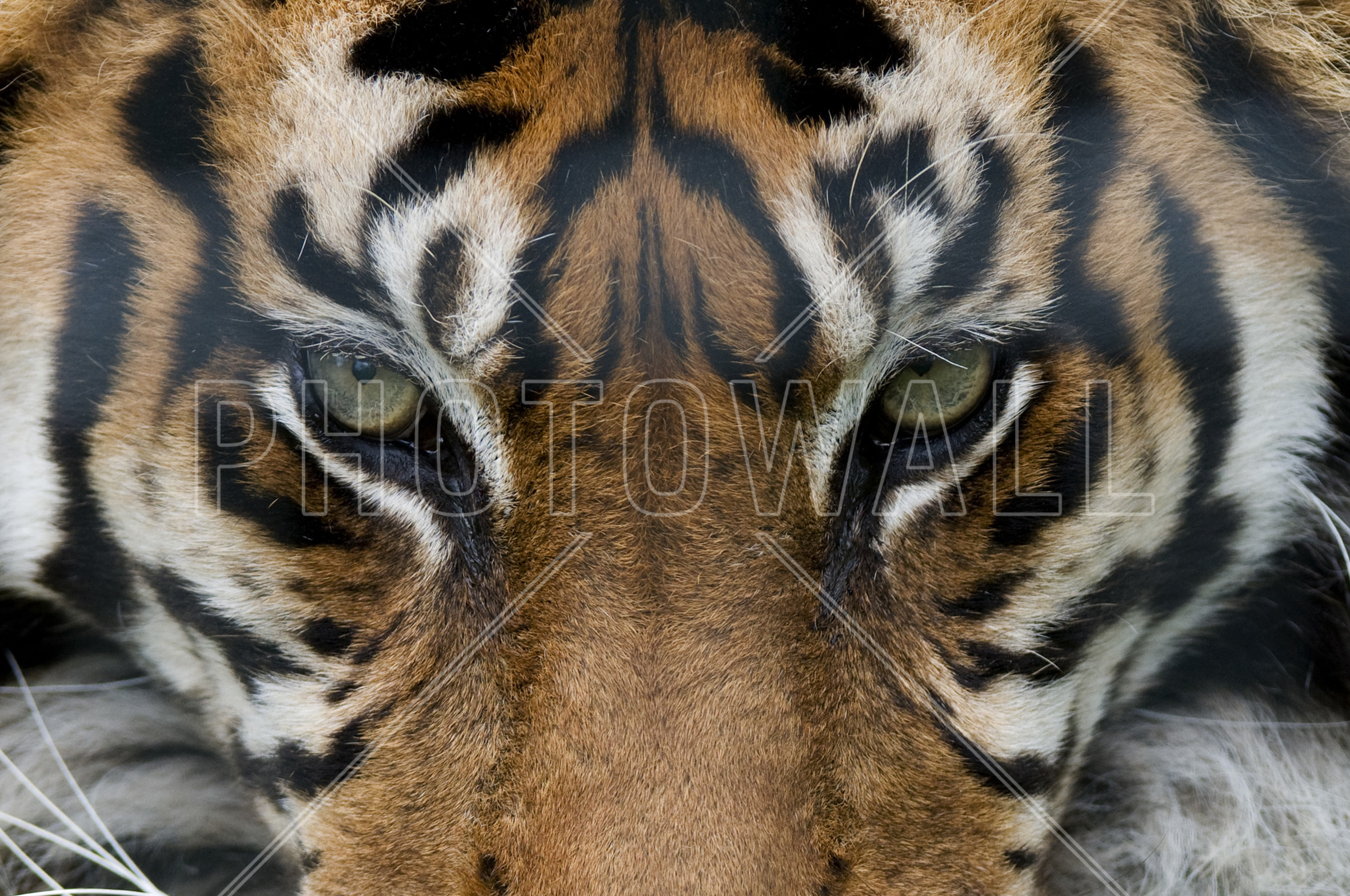 Eye Of The Tiger - Tiger Augen , HD Wallpaper & Backgrounds