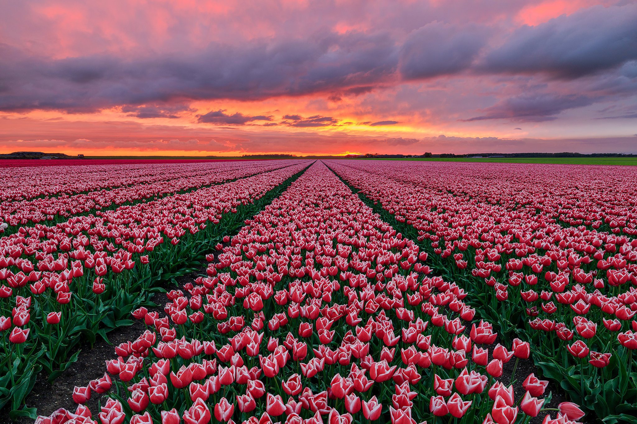 Tumblr Sunset Wallpaper - Tulip Field Netherlands Pink , HD Wallpaper & Backgrounds