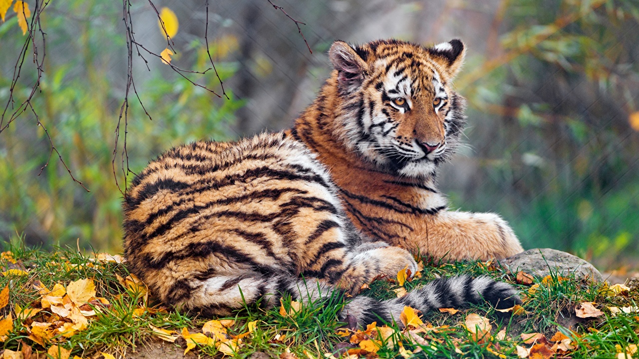 Desktop Wallpapers Tigers Autumn Animals - Tiger Desktop , HD Wallpaper & Backgrounds