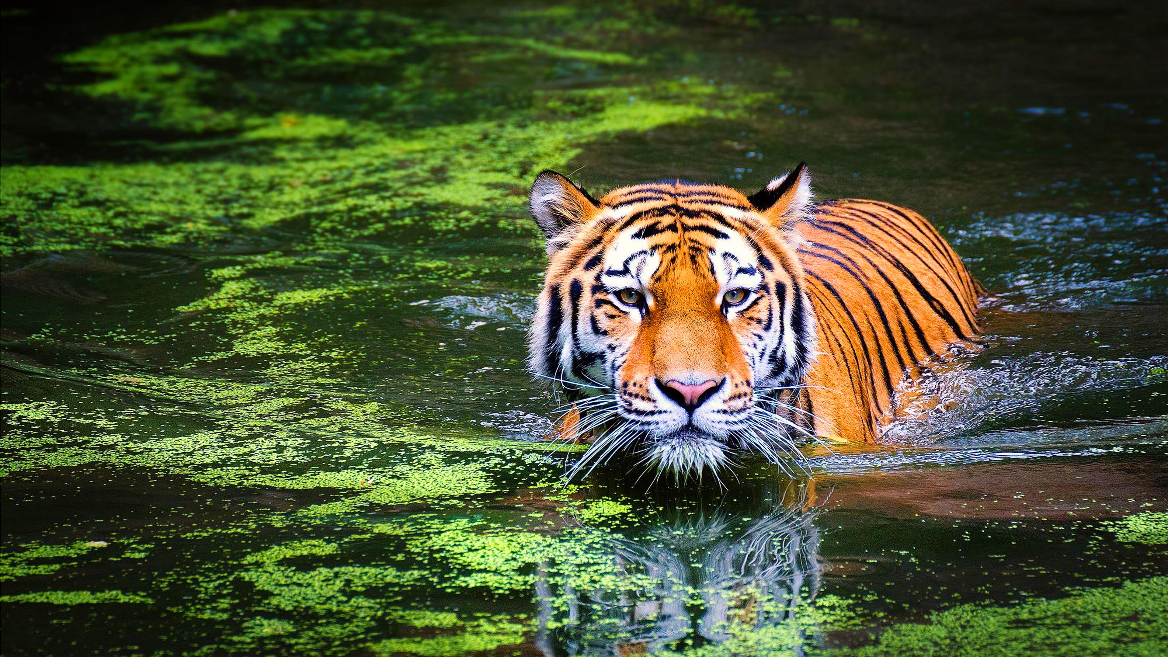 Bengal Tiger In Water , HD Wallpaper & Backgrounds