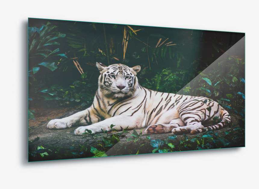 White Tiger Wild Animal Canvas Amp Glass Wall - White Tiger In Forest , HD Wallpaper & Backgrounds