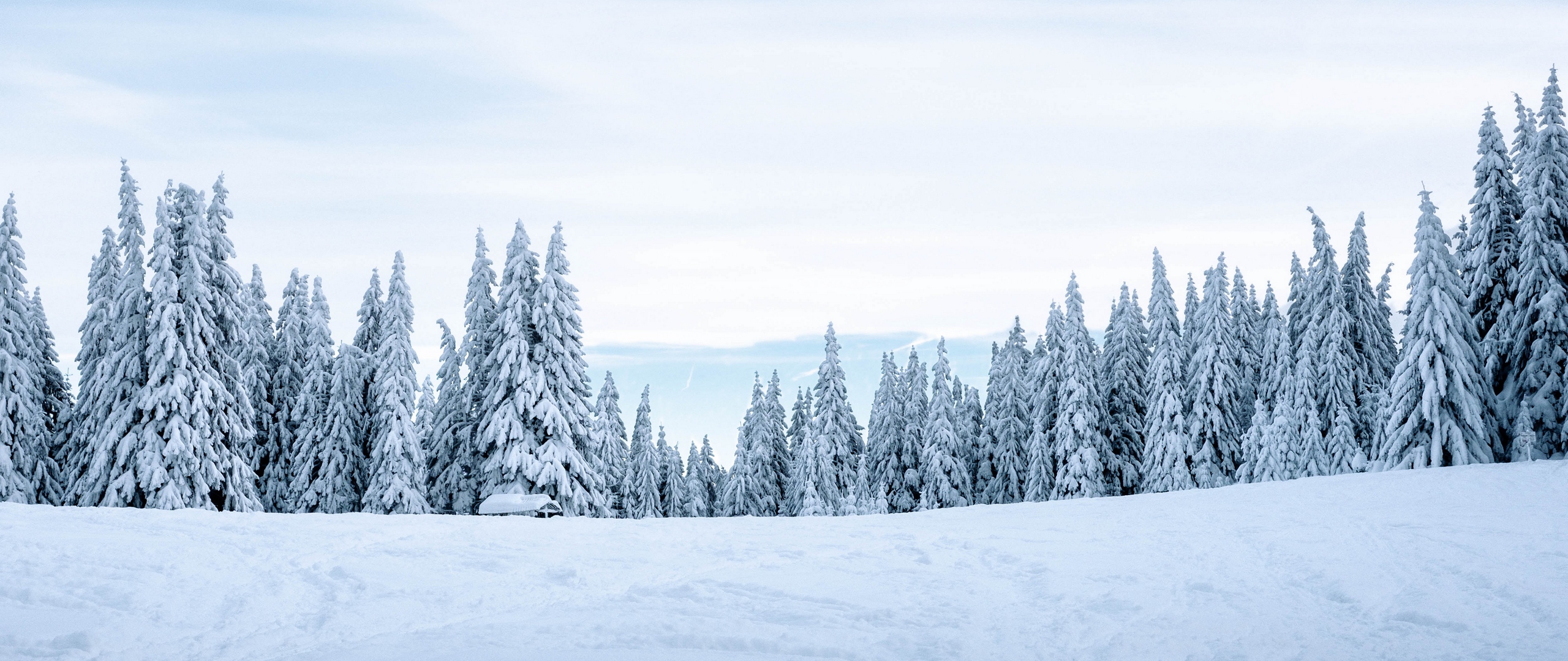Wallpaper Snow, Winter, Trees, Winter Landscape, Snowy - Snow Winter Background , HD Wallpaper & Backgrounds