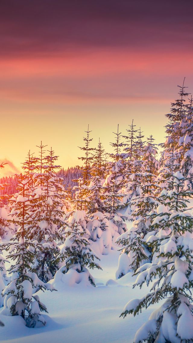 Pines, 5k, 4k Wallpaper, 8k, Snow, Sunset, Winter - Обои На Рабочий Стол Телефона Зима , HD Wallpaper & Backgrounds
