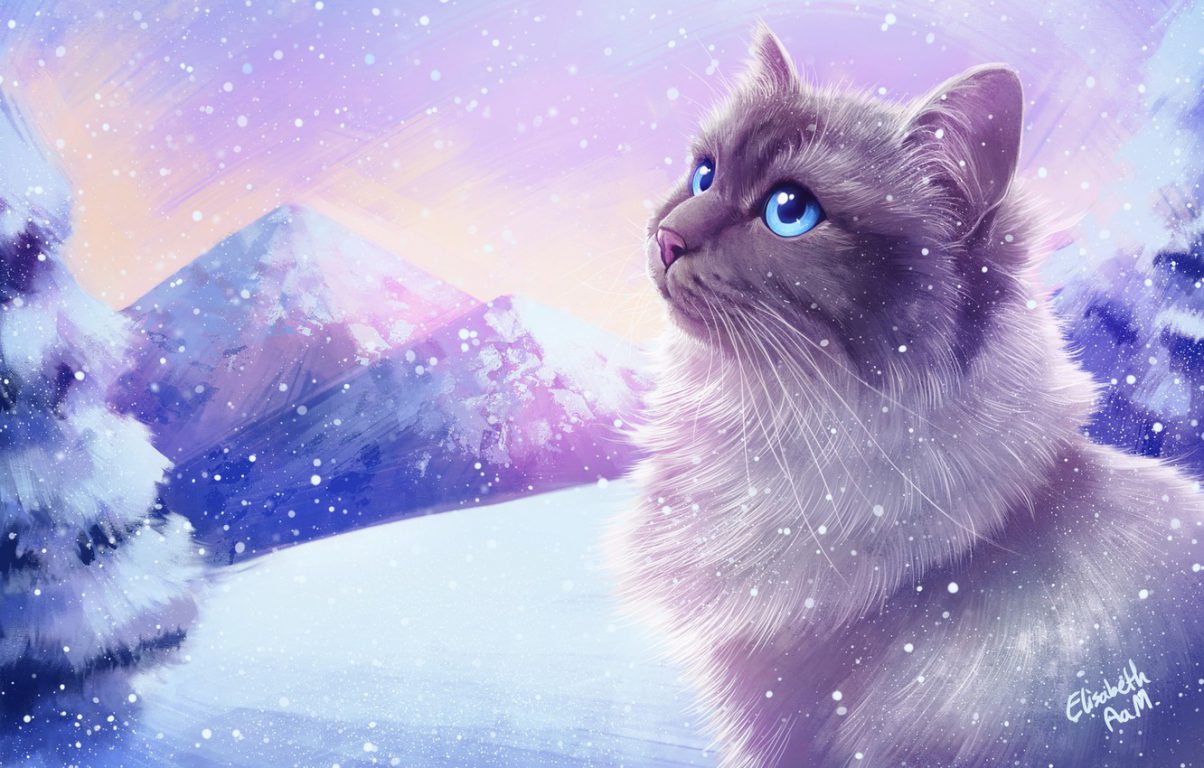Cat In Snow , HD Wallpaper & Backgrounds