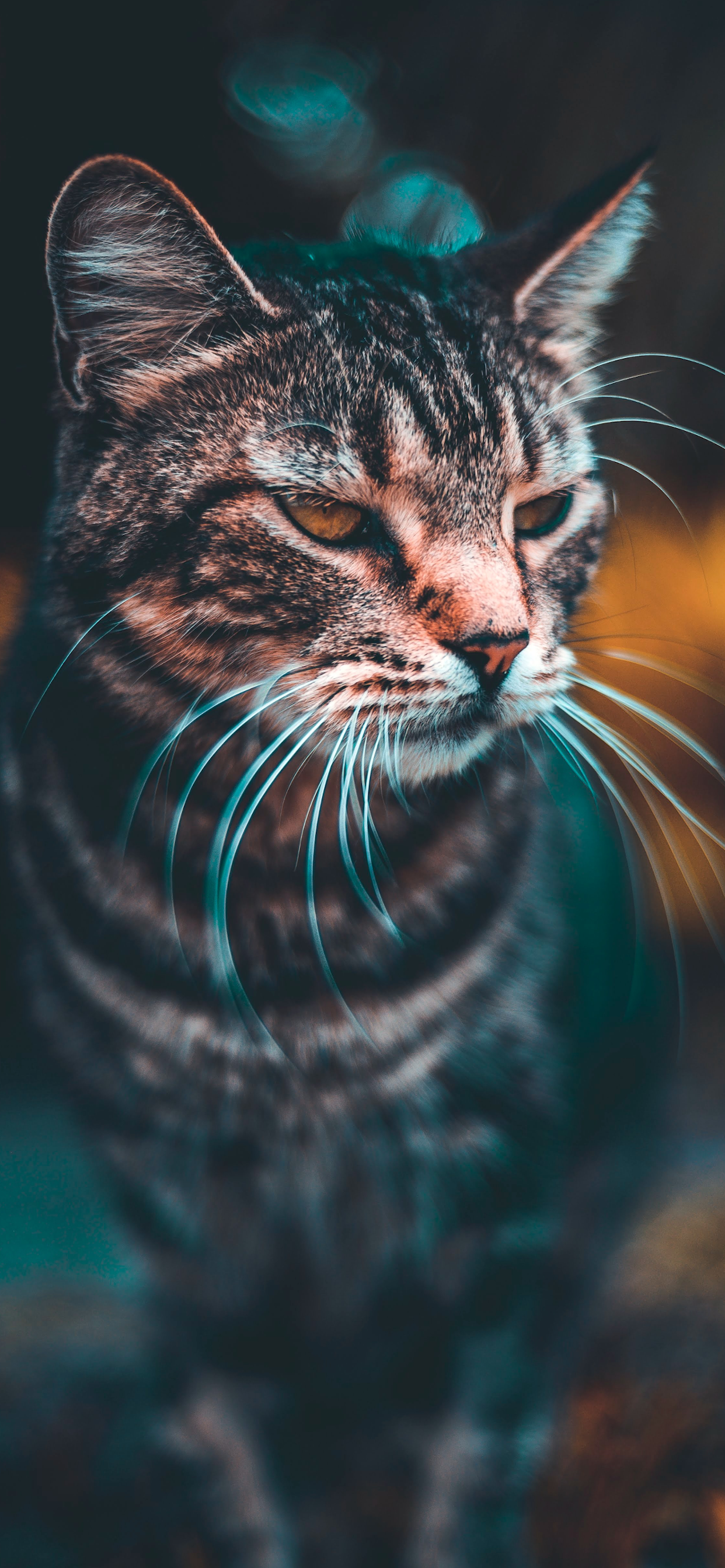 Iphone Wallpapers Cat Wild Naples Cat - Hd Cats , HD Wallpaper & Backgrounds