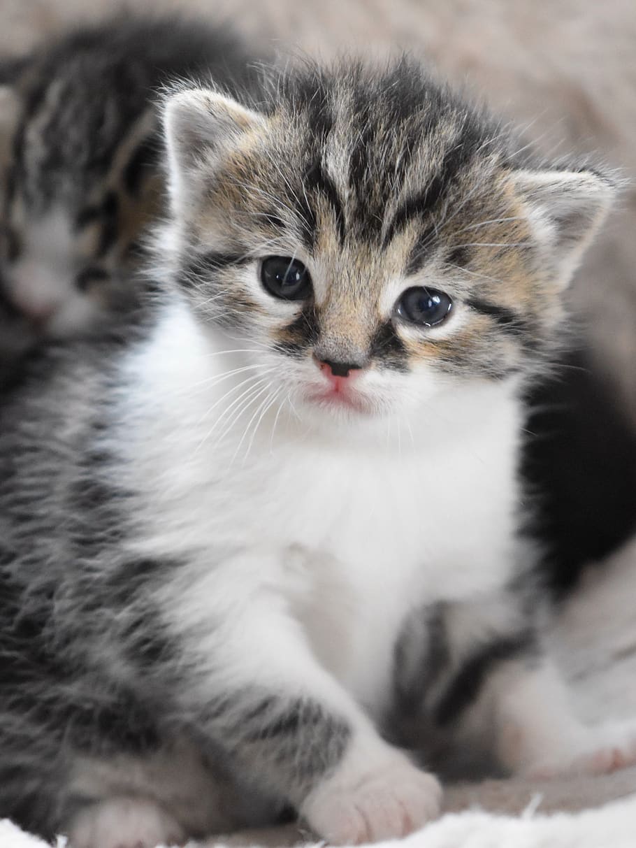 Baby Cat, Cat Baby, Kitten, Cute Sweet, Pet, Domestic - Kitten Cute Baby Cats , HD Wallpaper & Backgrounds