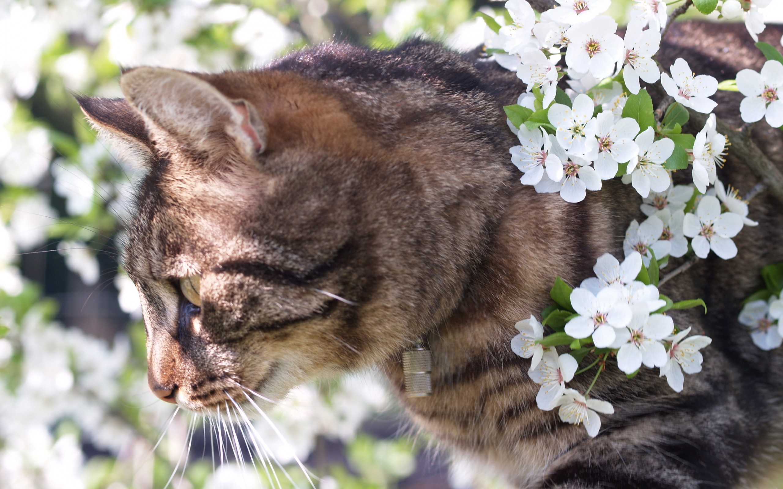 Spring Flowers And Cats , HD Wallpaper & Backgrounds