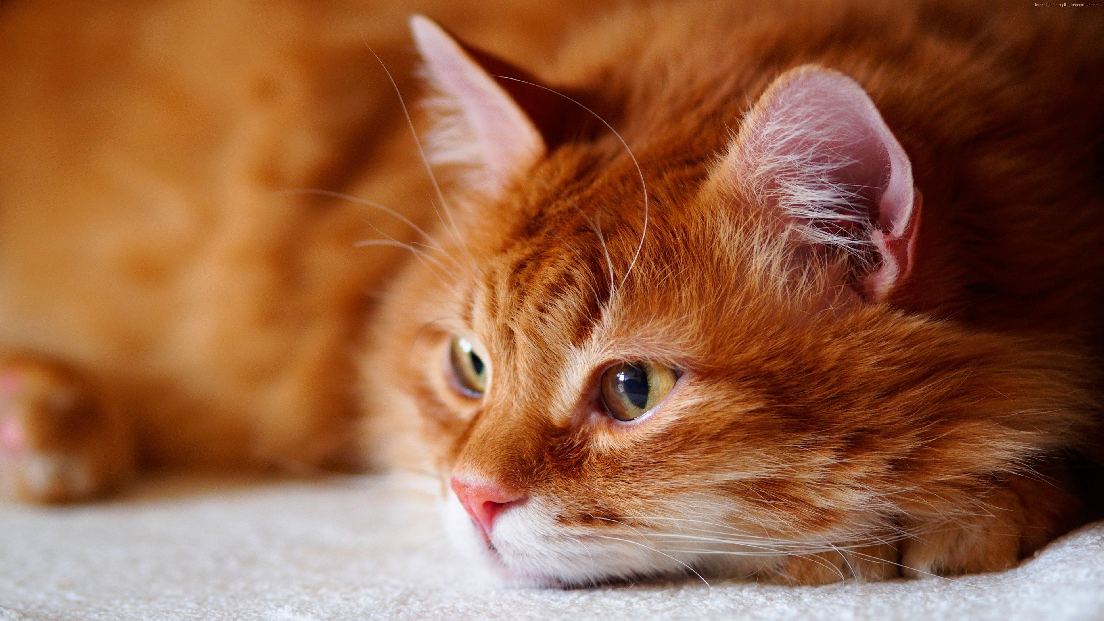 Short Haired Ginger Cat , HD Wallpaper & Backgrounds