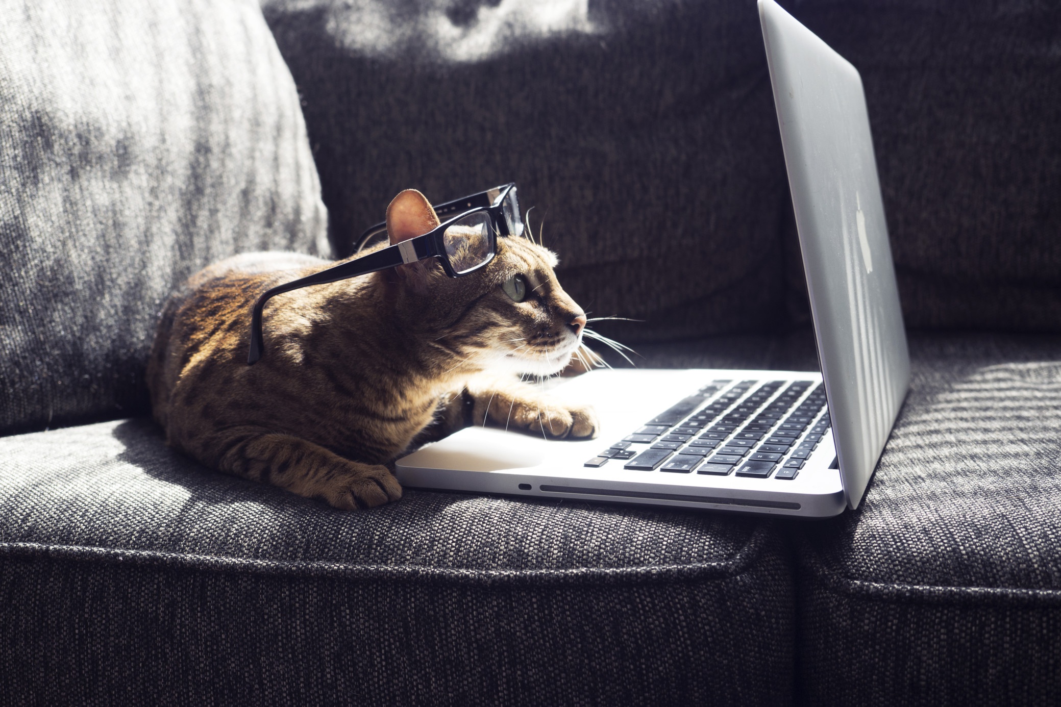 Аккуратный кот. Котик за компьютером. Кот с ноутбуком. Кот за компом. Коты за компом.