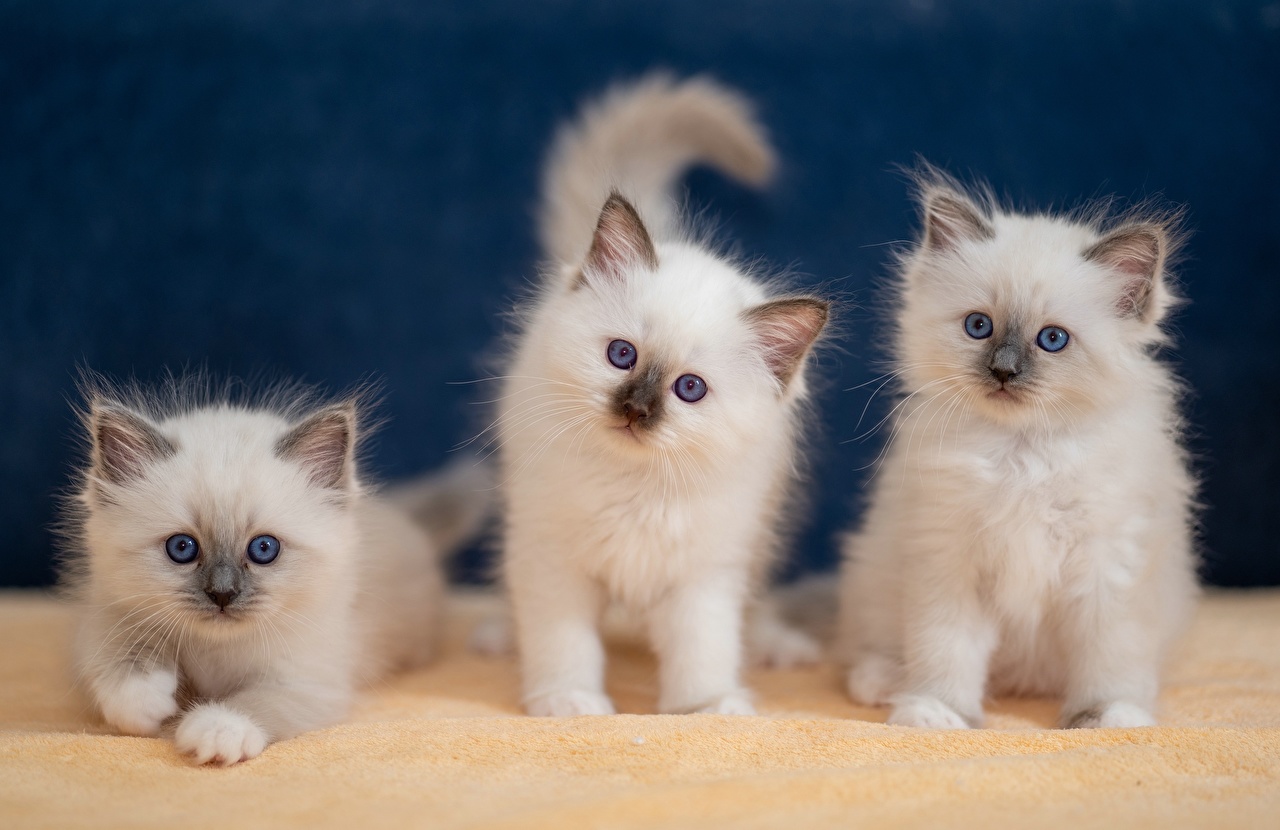 Kitten Cats , HD Wallpaper & Backgrounds