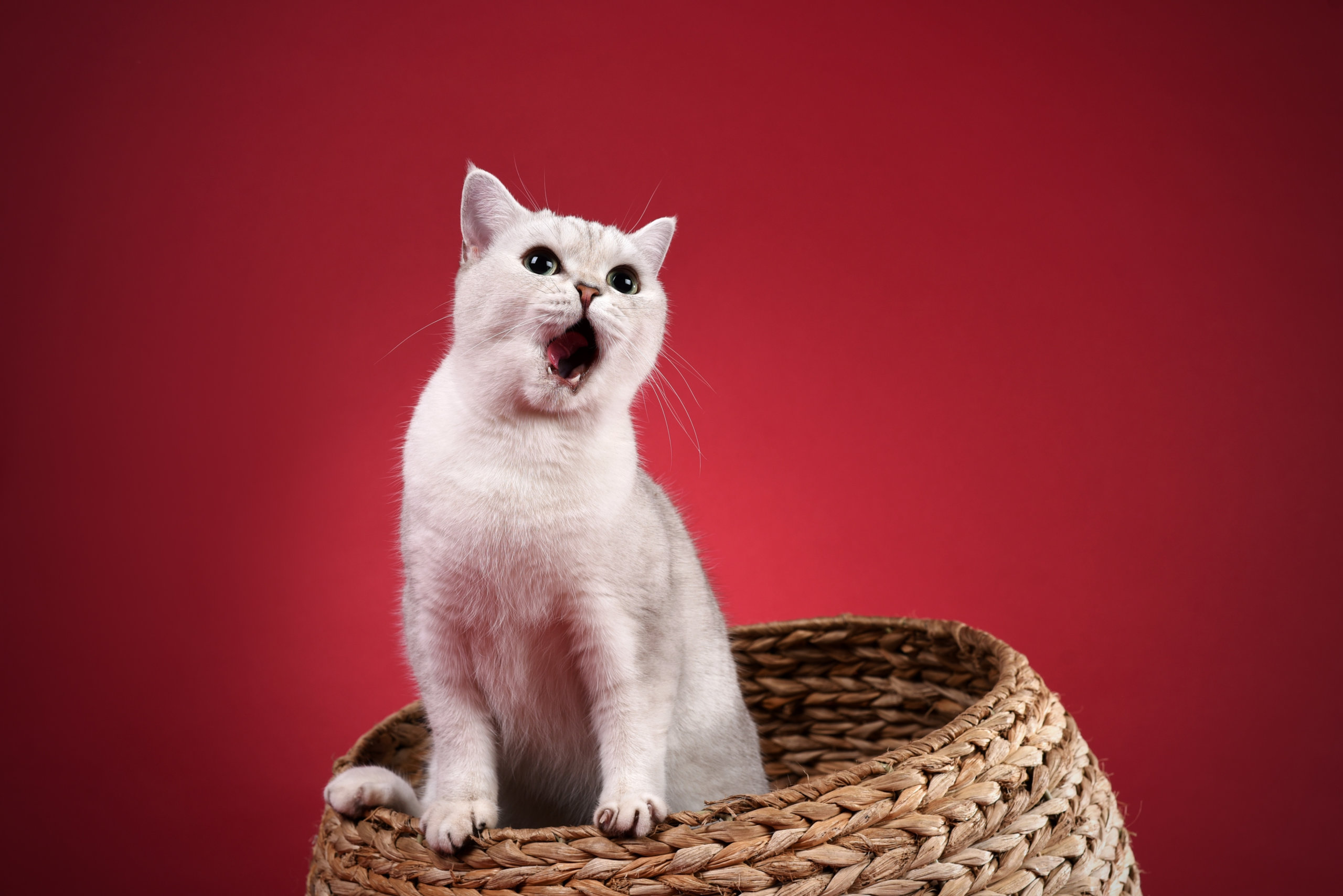 Meow Wallpaper Cute Cat In Basket Red Background - Cute Cat , HD Wallpaper & Backgrounds