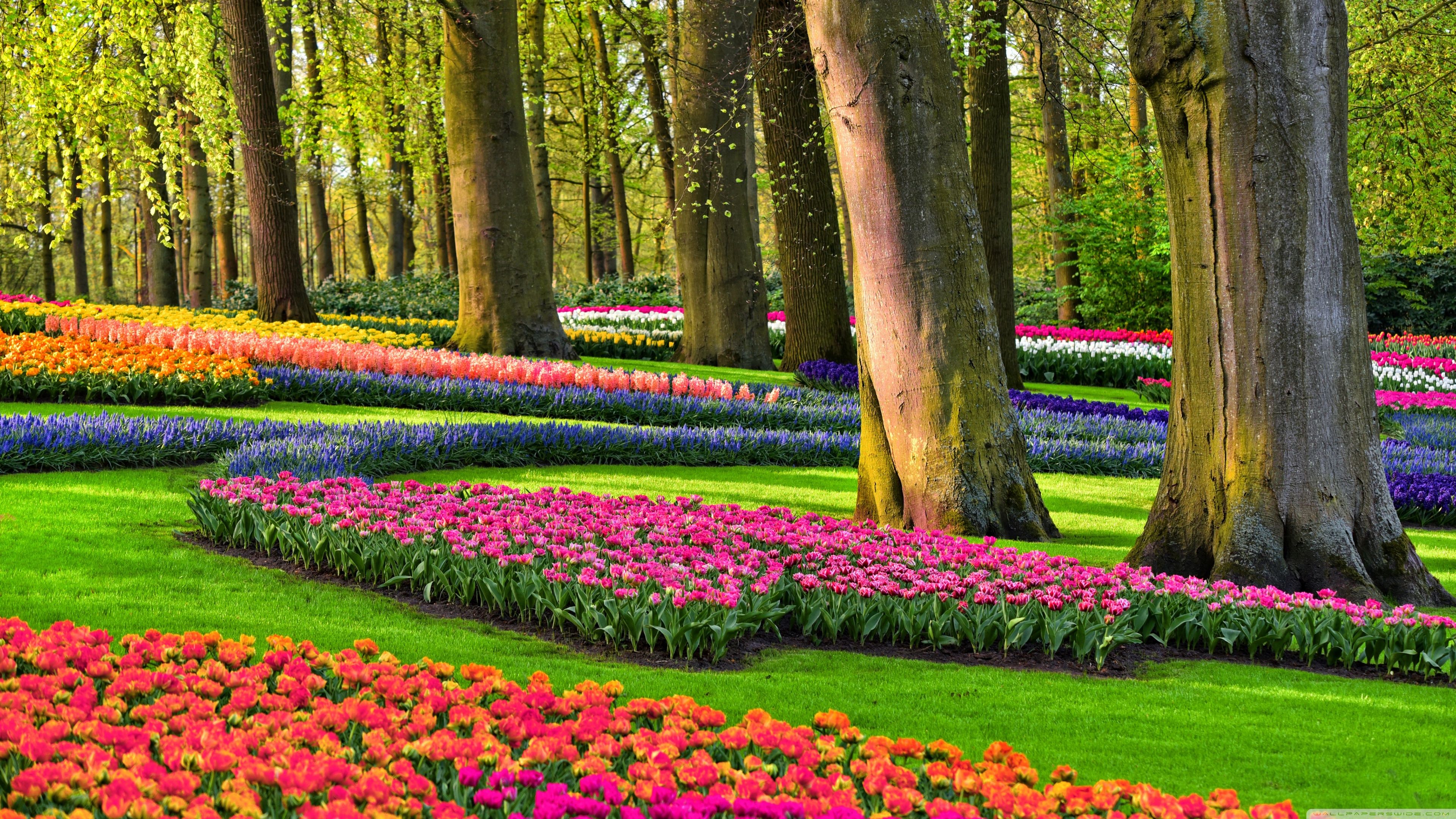 Spring Garden Netherlands , HD Wallpaper & Backgrounds