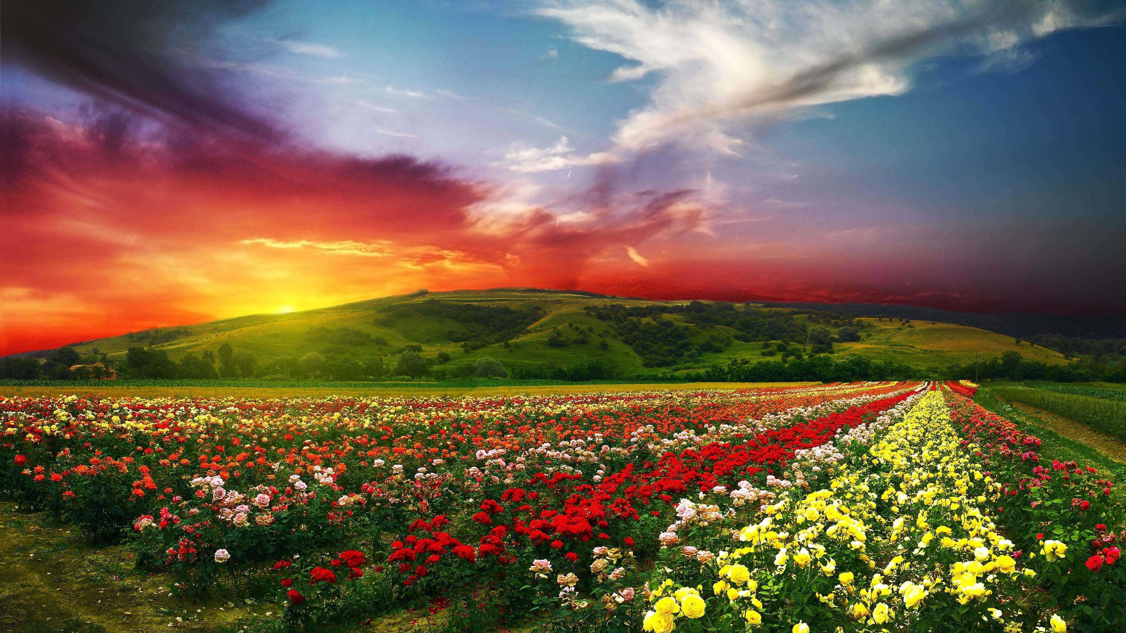 Field Of Roses , HD Wallpaper & Backgrounds