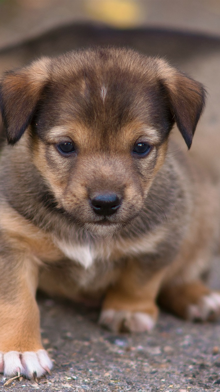 Puppy Wallpaper Iphone - Cute Puppies Wallpaper For Iphone , HD Wallpaper & Backgrounds