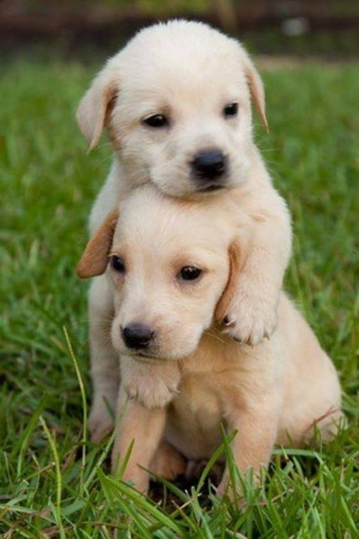 Cute Puppies Wallpaper Iphone - Cute Puppies , HD Wallpaper & Backgrounds