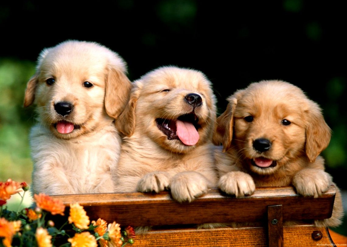 Puppies Wallpaper For Desktop - Golden Retriever Puppy Labrador , HD Wallpaper & Backgrounds