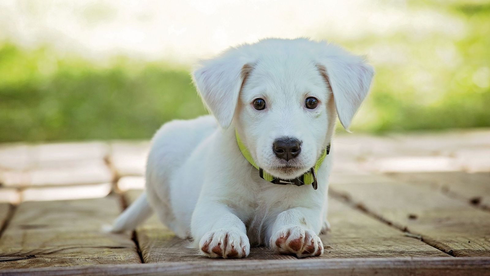 Adorable White Puppy Hd Wallpaper - Cute Puppy Hd , HD Wallpaper & Backgrounds