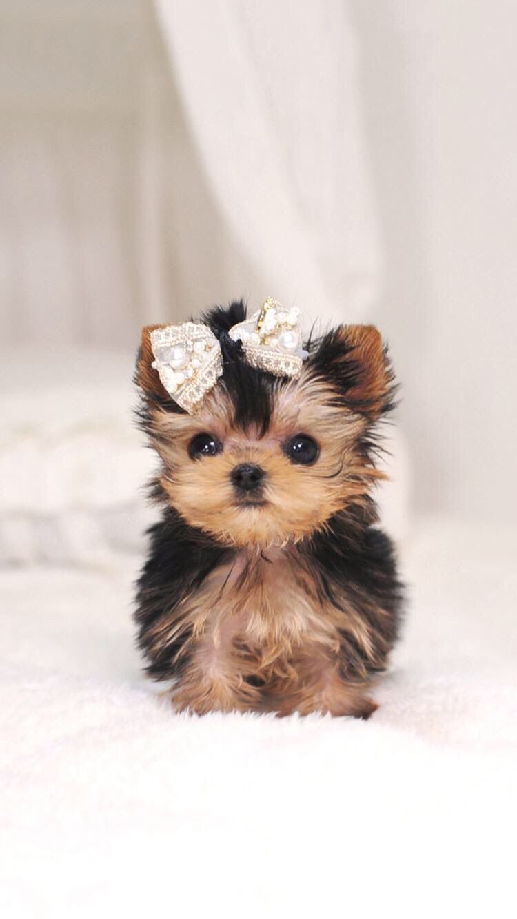Tiny Wallpaper Cute Puppies , HD Wallpaper & Backgrounds