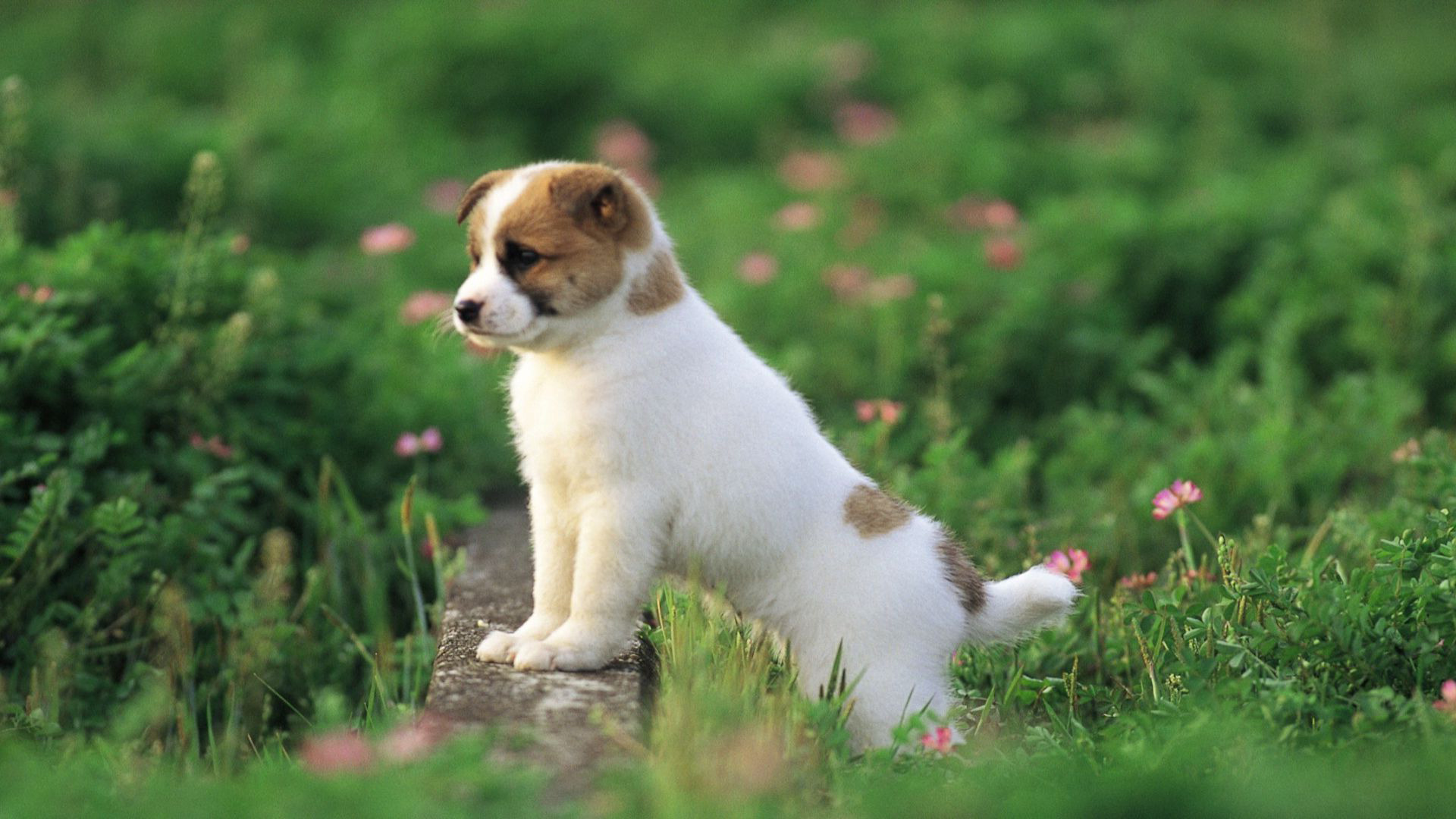 Free Cute Puppy Wallpaper - Cute Puppies Images Hd , HD Wallpaper & Backgrounds