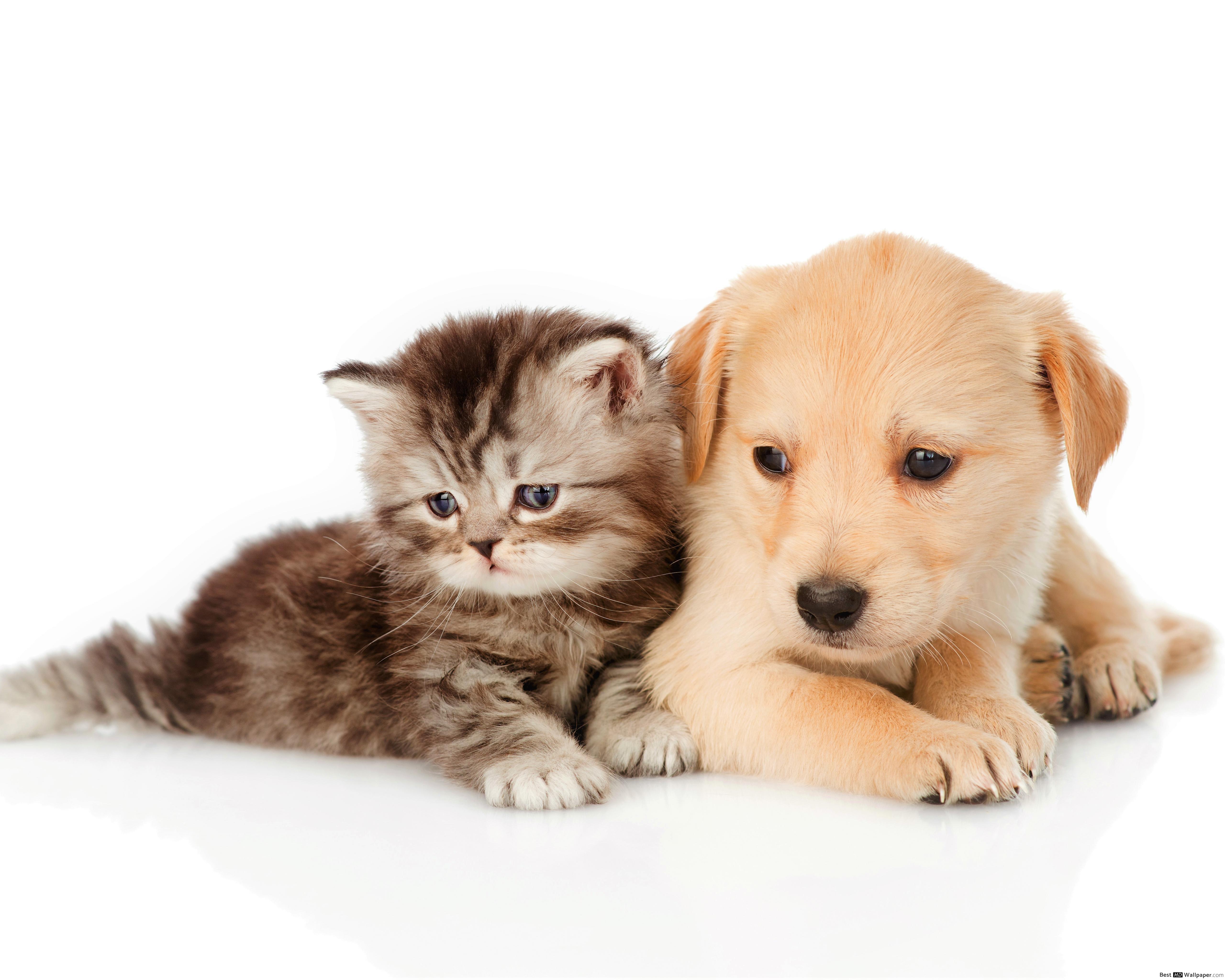 Baby Cat And Puppy , HD Wallpaper & Backgrounds