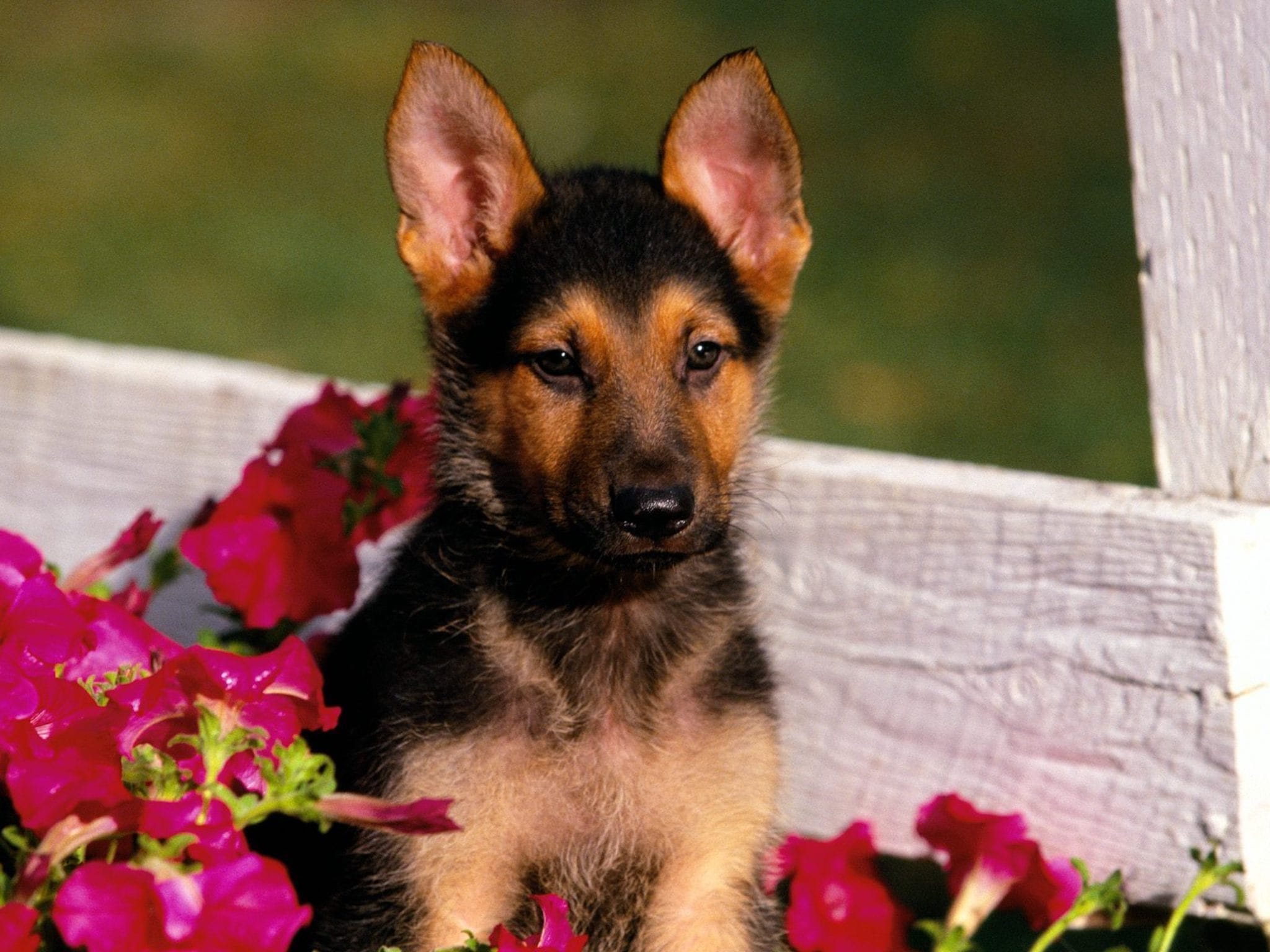 German Shepherd Puppy Backgrounds , HD Wallpaper & Backgrounds