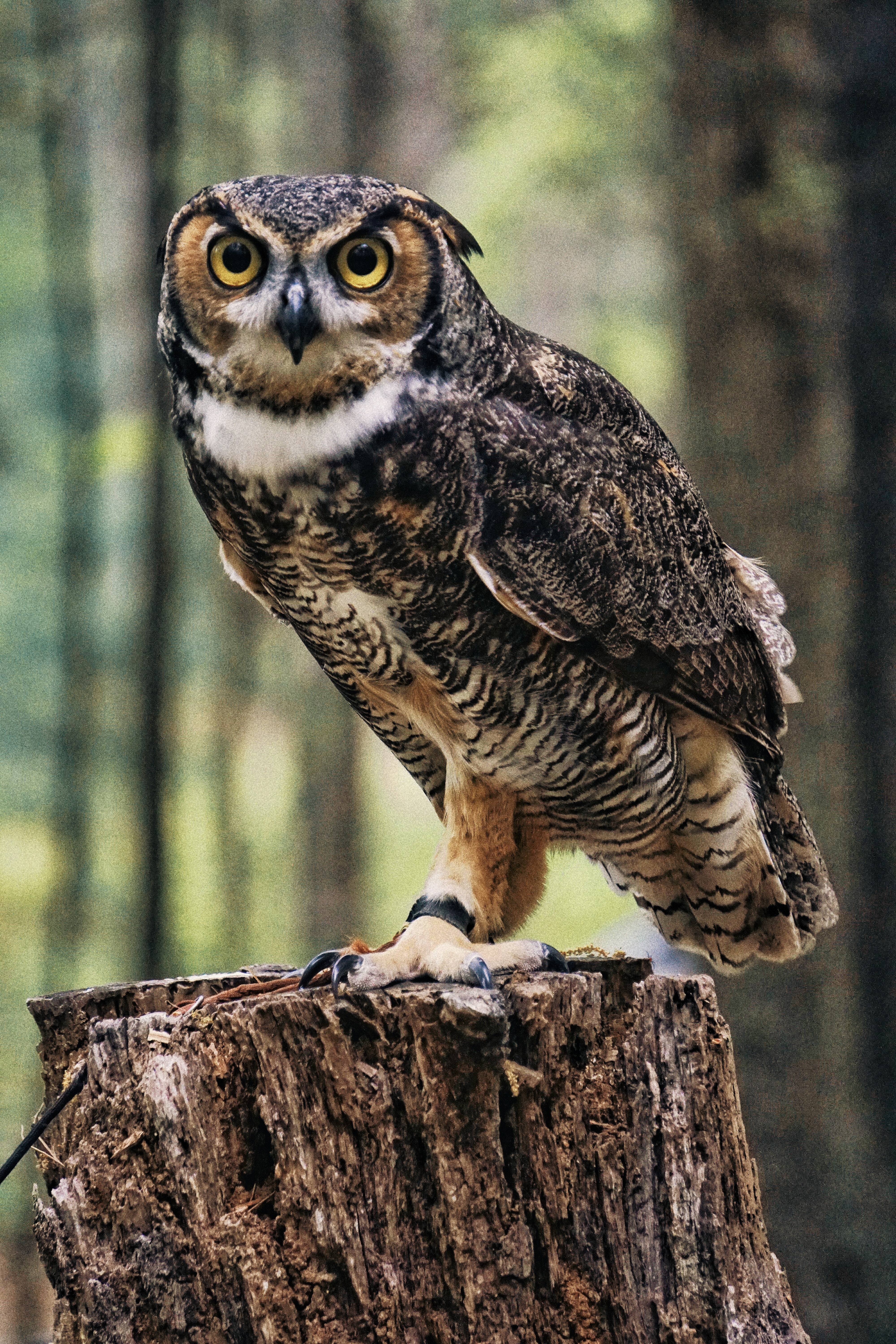 Owl Wallpaper , HD Wallpaper & Backgrounds