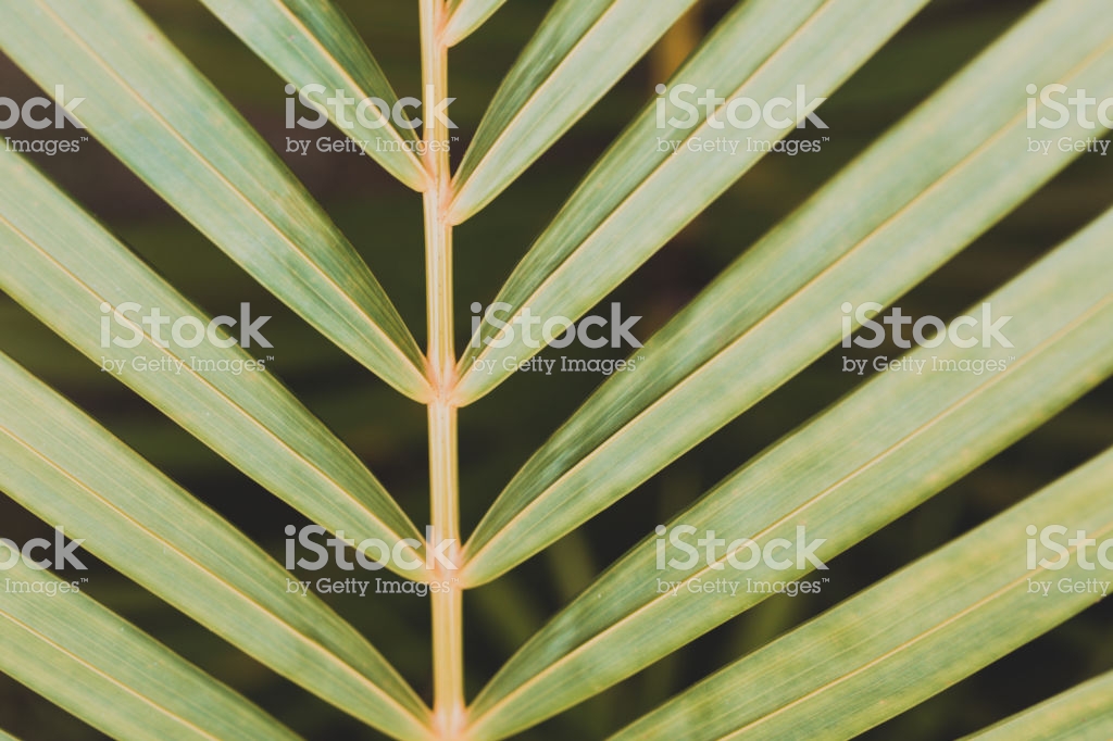 Beautiful Background Of Palm Leaf, Wallpaper - Pond Pine , HD Wallpaper & Backgrounds