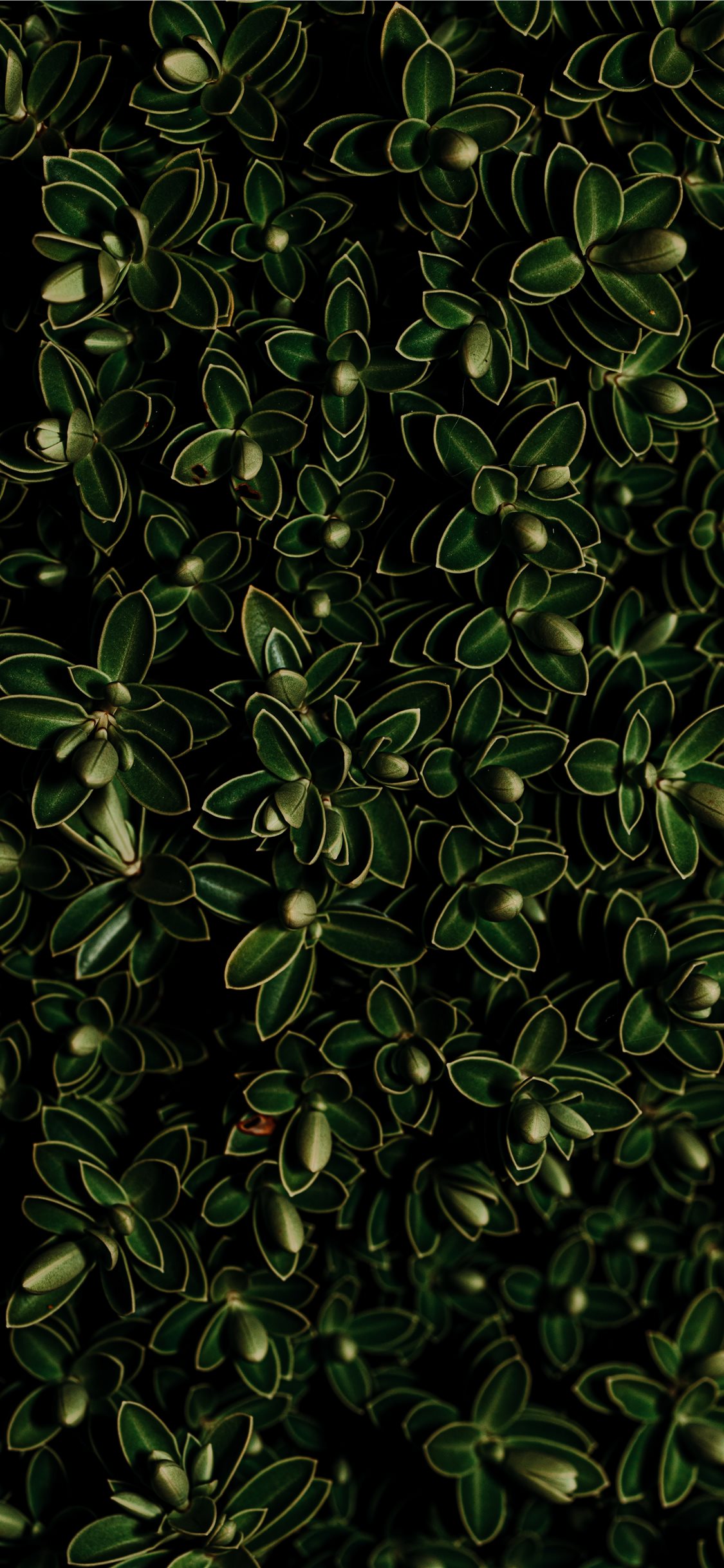 Iphone Aesthetic Wallpaper Green , HD Wallpaper & Backgrounds