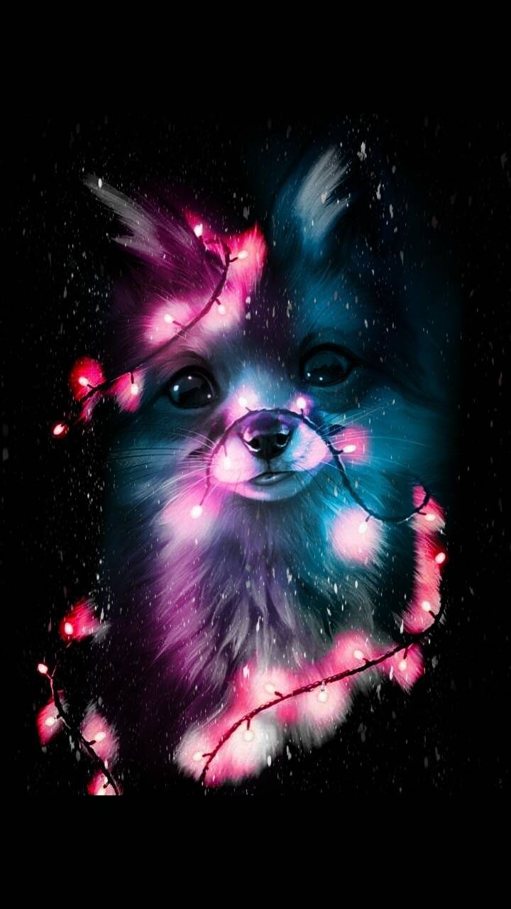 Cute Wallpaper Fox , HD Wallpaper & Backgrounds