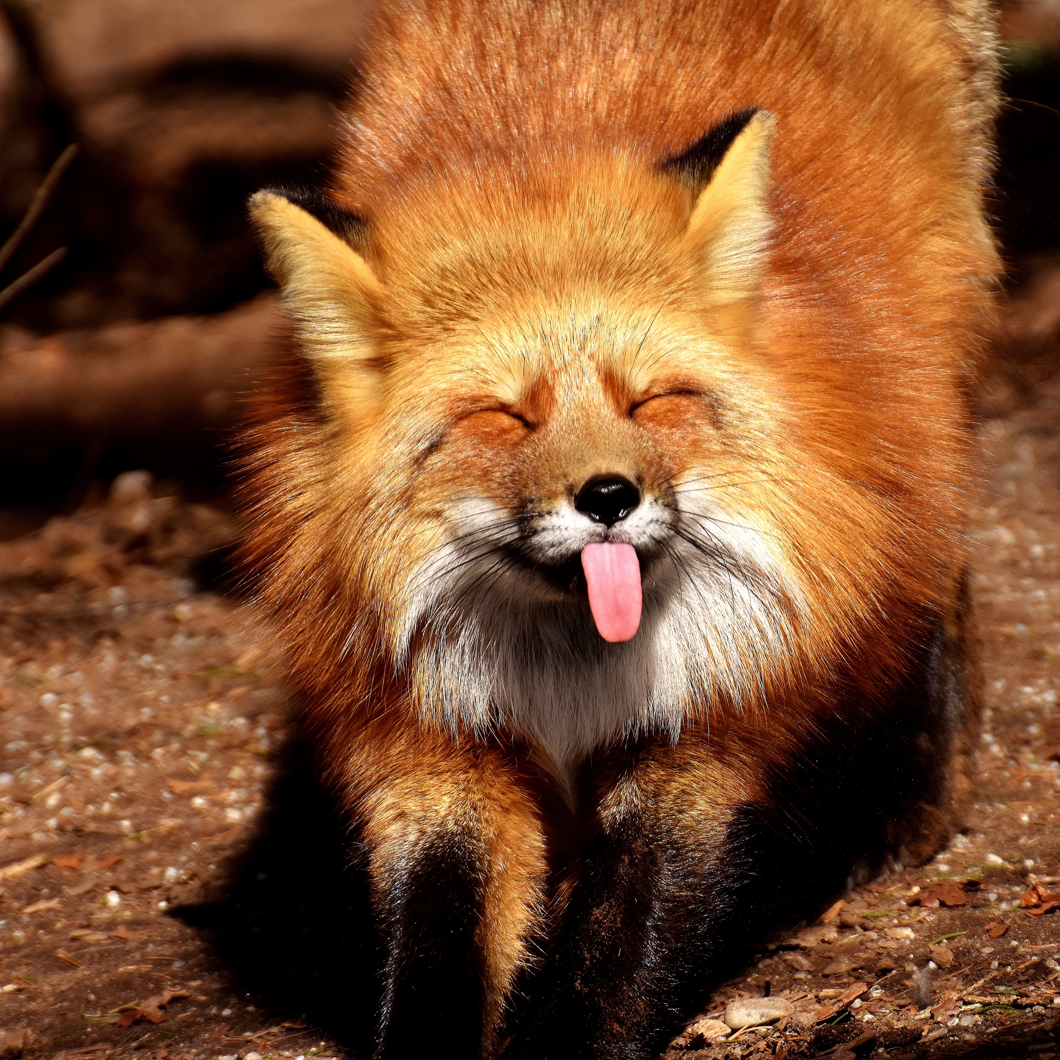 Wallpaper Fox, Funny, Protruding Tongue - Fox With Tongue Out , HD Wallpaper & Backgrounds