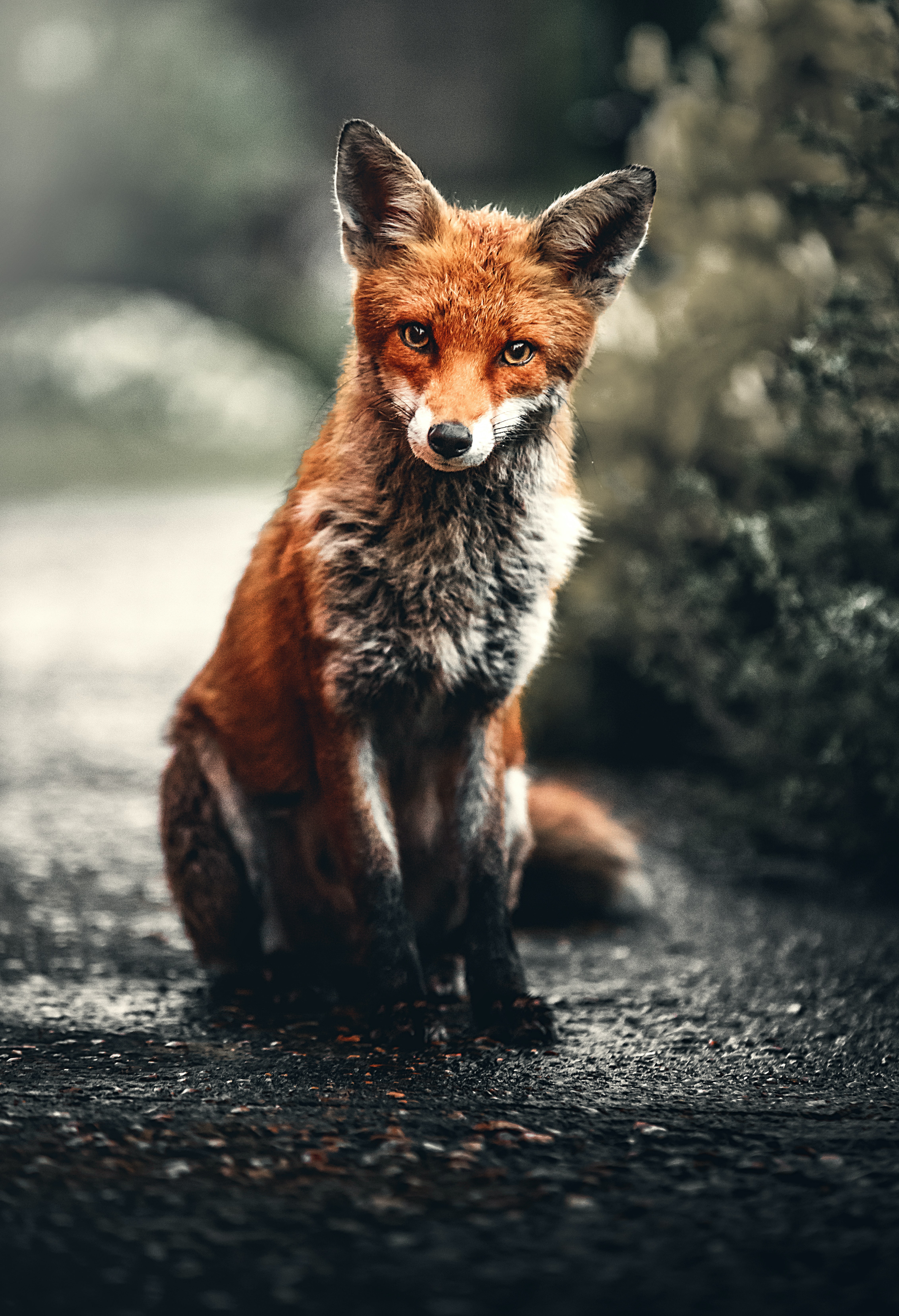 Red Fox , HD Wallpaper & Backgrounds