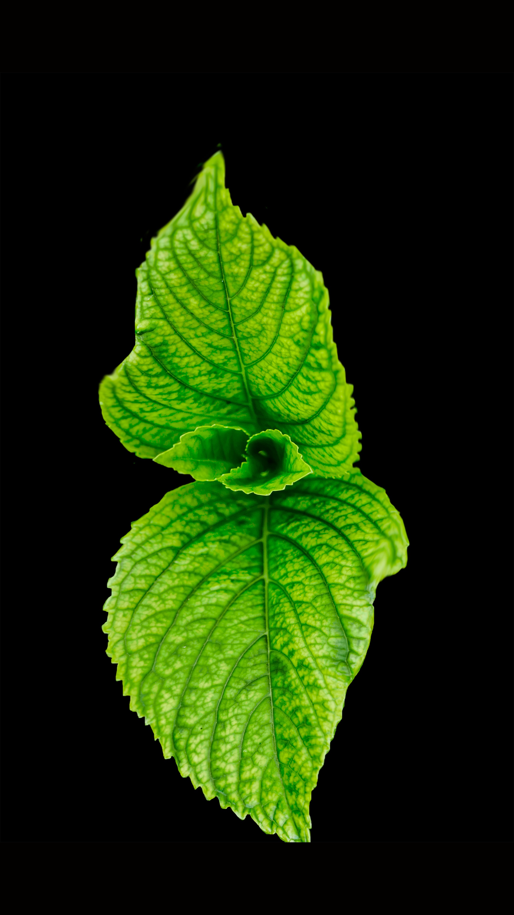 Green Leaf, Aromatic, Hd Wallpaper, Studio, Plant, - Hình Nen Dien Thoai 4k , HD Wallpaper & Backgrounds