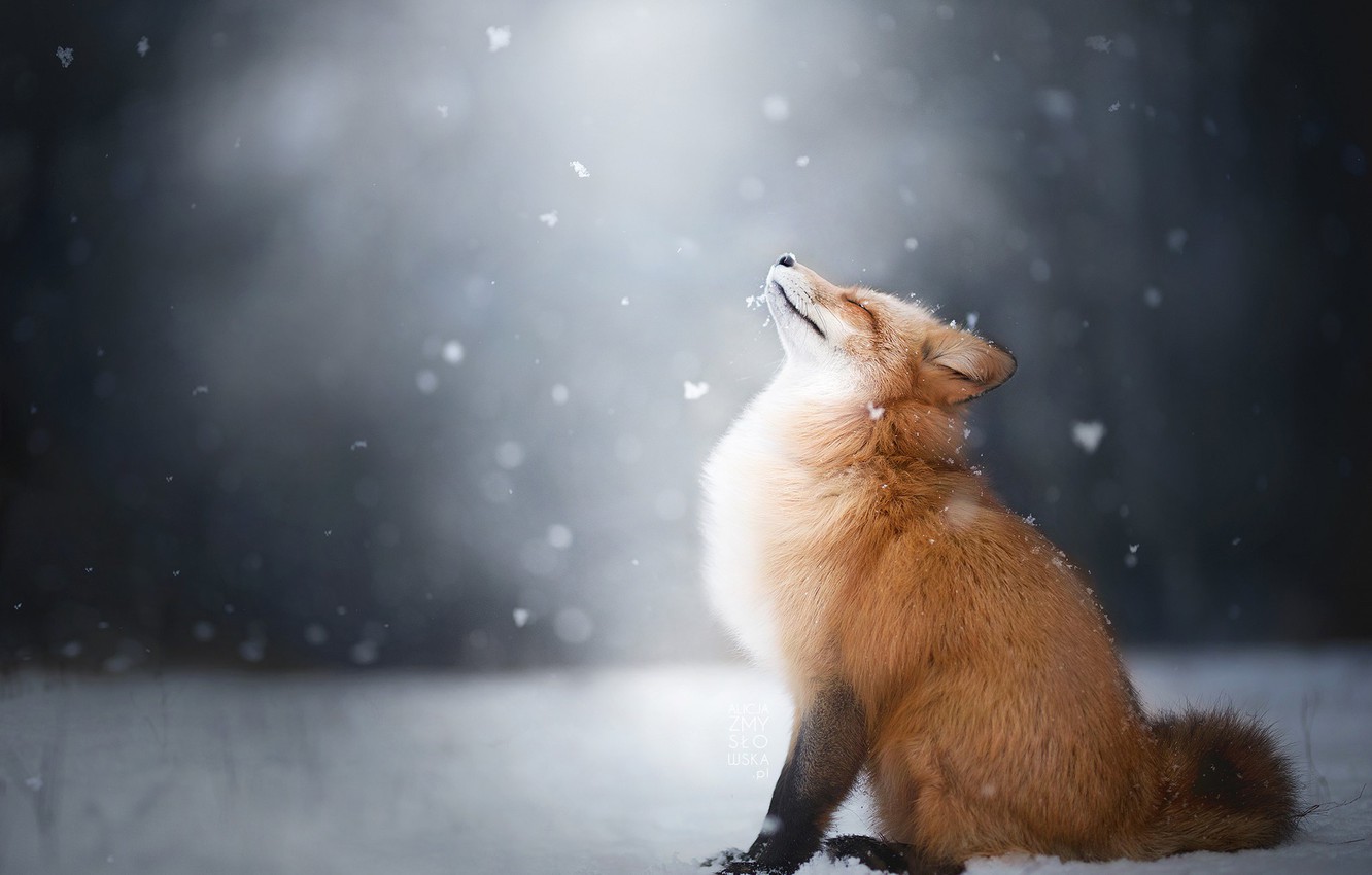 Photo Wallpaper Winter, Snow, Fox, Fox - Fox In Falling Snow , HD Wallpaper & Backgrounds