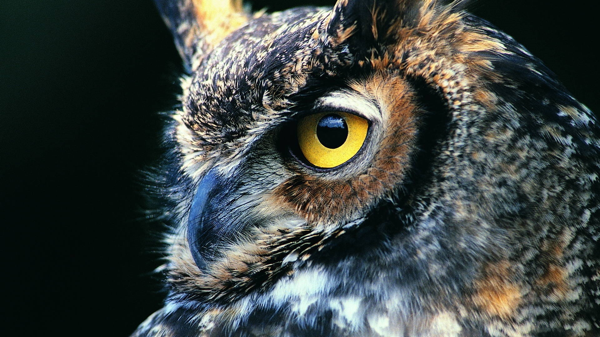 High Resolution Cool Owl , HD Wallpaper & Backgrounds