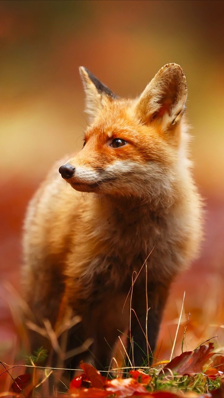 Fox Wallpaper Iphone , HD Wallpaper & Backgrounds