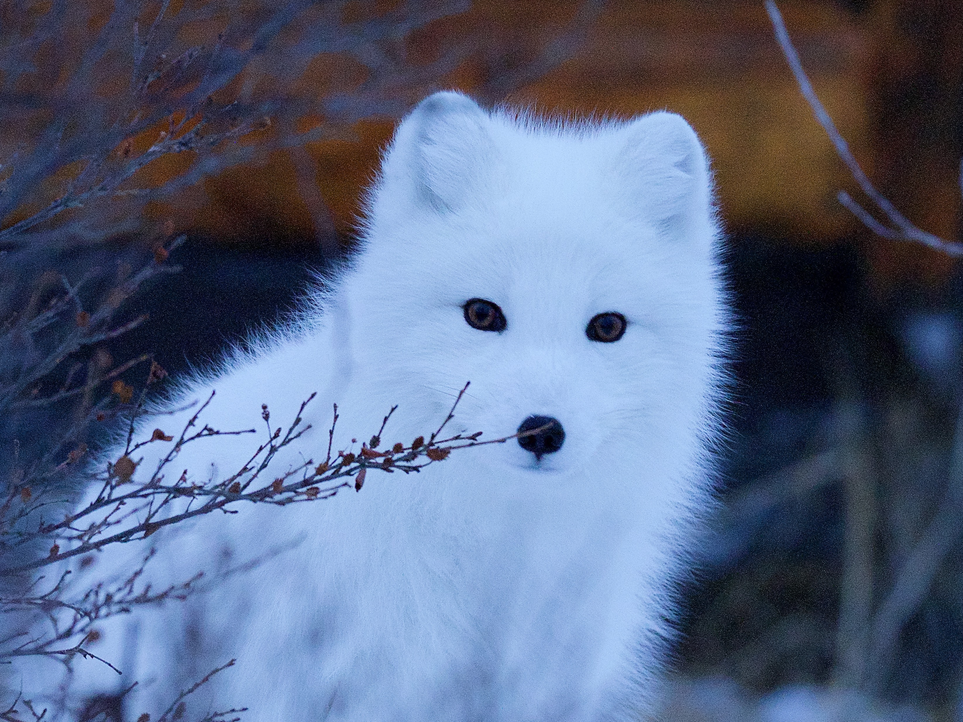 Arctic Fox , HD Wallpaper & Backgrounds