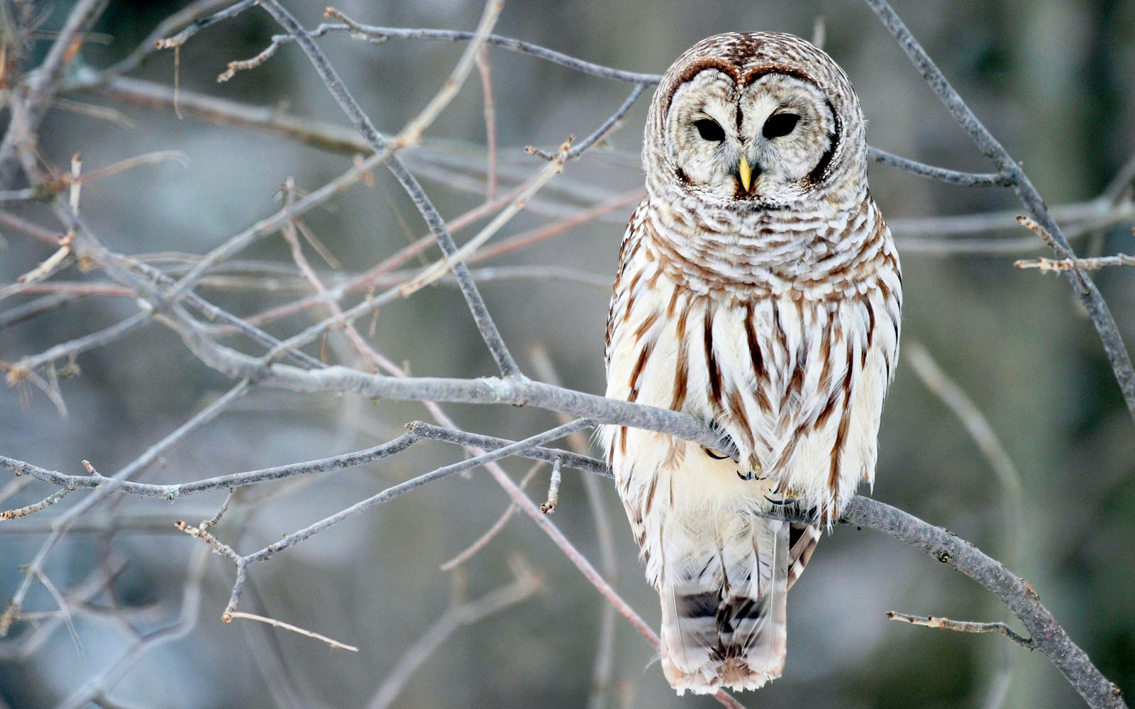 White Beautiful Owls , HD Wallpaper & Backgrounds