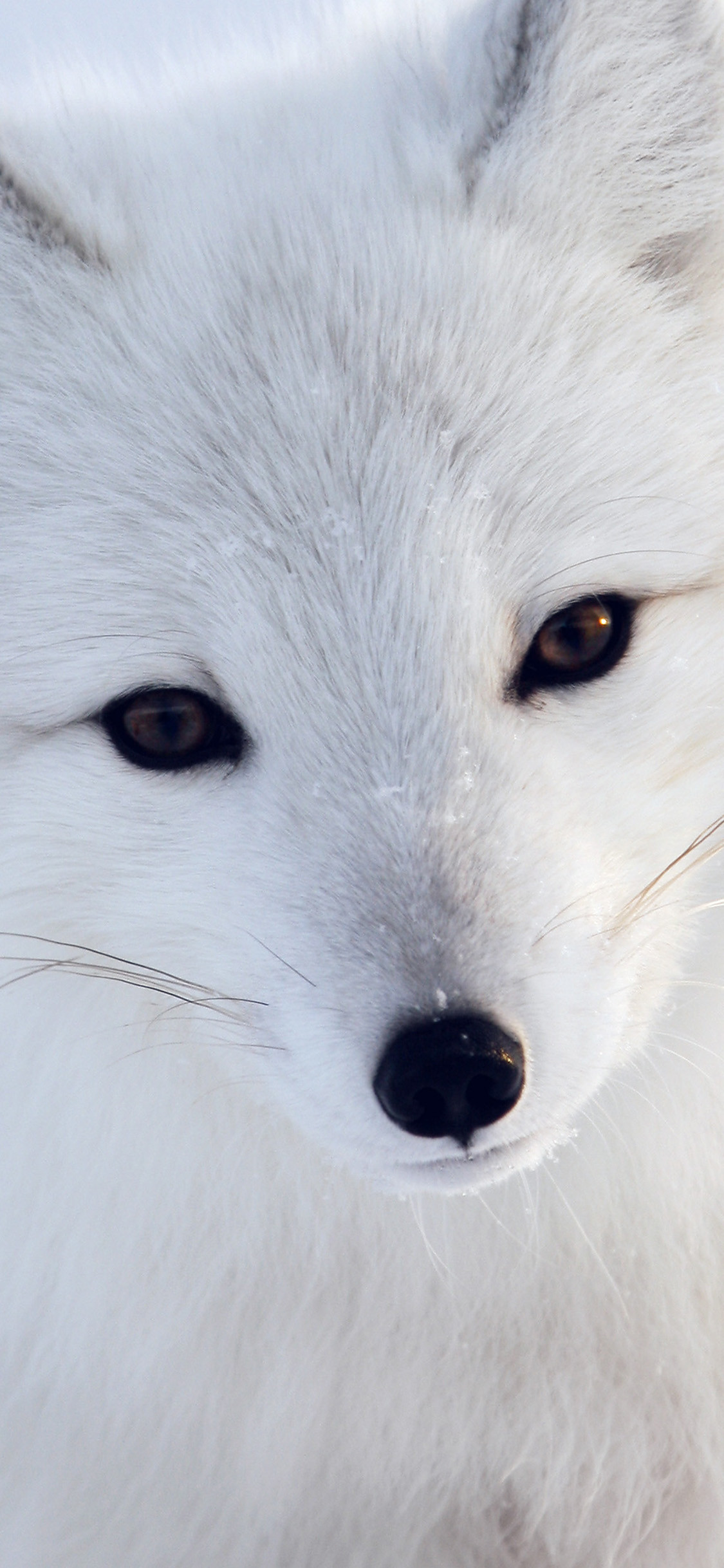 Arctic Fox Iphone 8 Wallpaper 
 Data-src /w/full/d/4/0/413872 - Ipad Wallpaper Arctic Fox , HD Wallpaper & Backgrounds