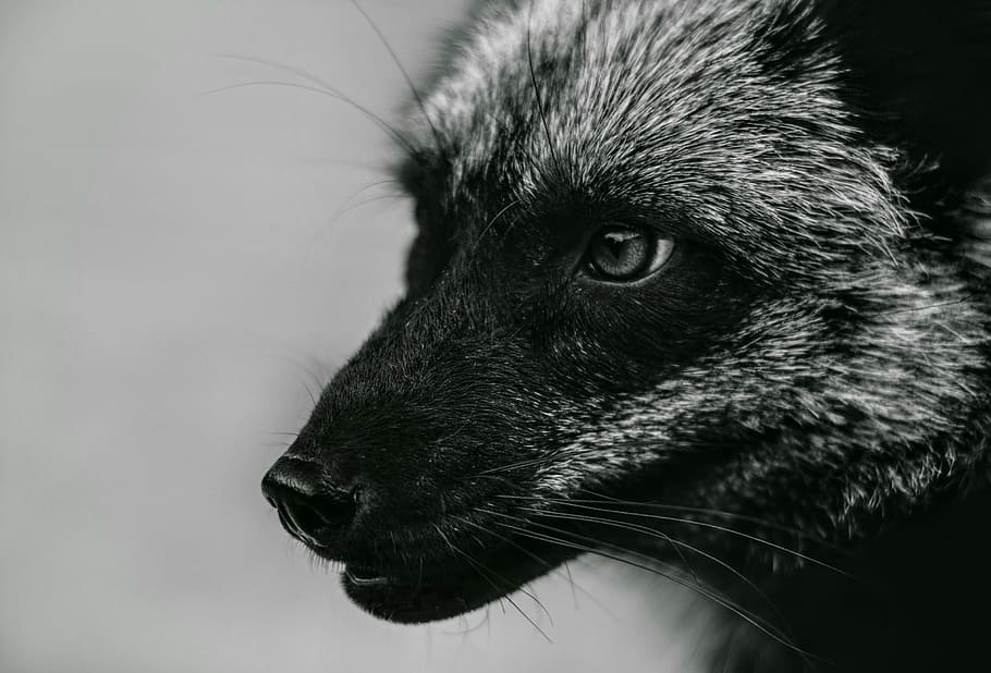 Close-up Photo Of Black And Grey Animal, Fox, Foxes, - Animal Black And White Fox , HD Wallpaper & Backgrounds