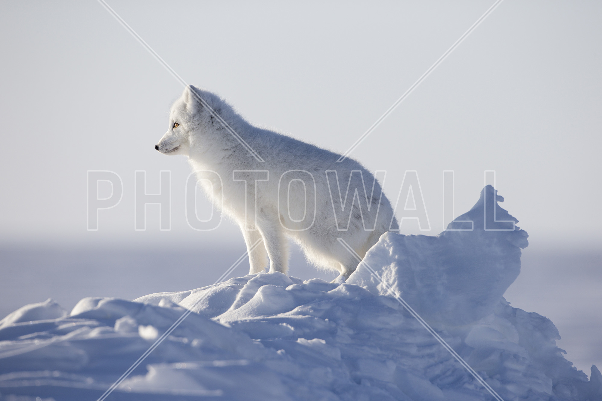 Arctic Fox - Wallpaper - Arctic , HD Wallpaper & Backgrounds