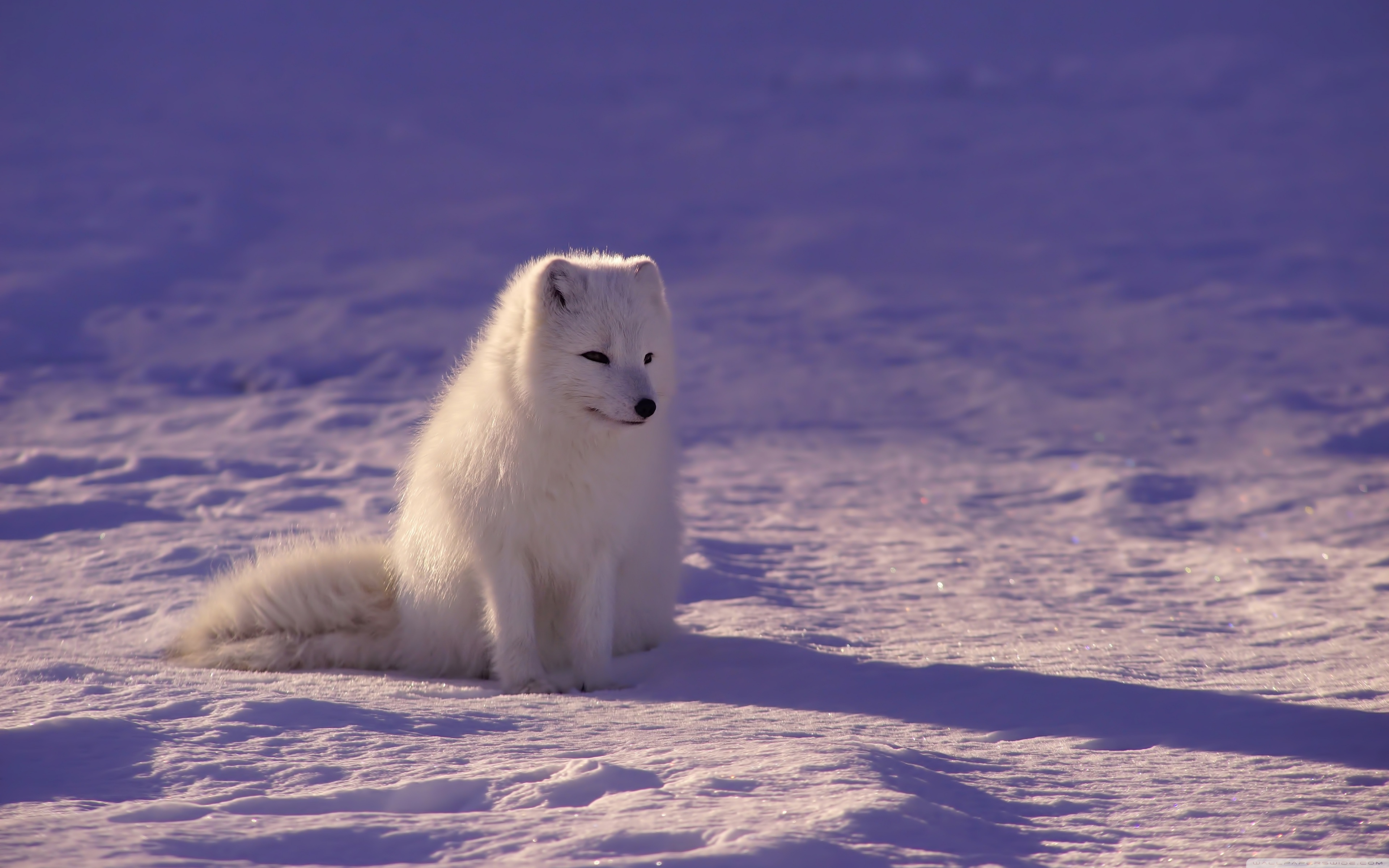 Snow Fox Wallpaper - Arctic Fox 4k , HD Wallpaper & Backgrounds