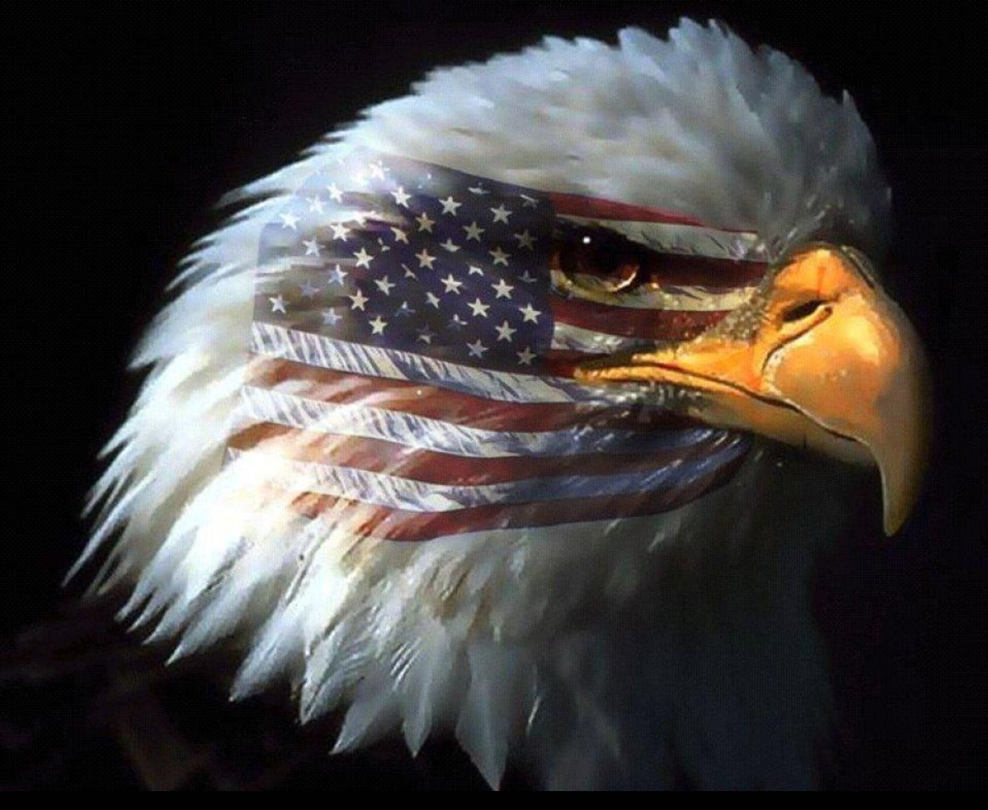 American Bald Eagle , HD Wallpaper & Backgrounds