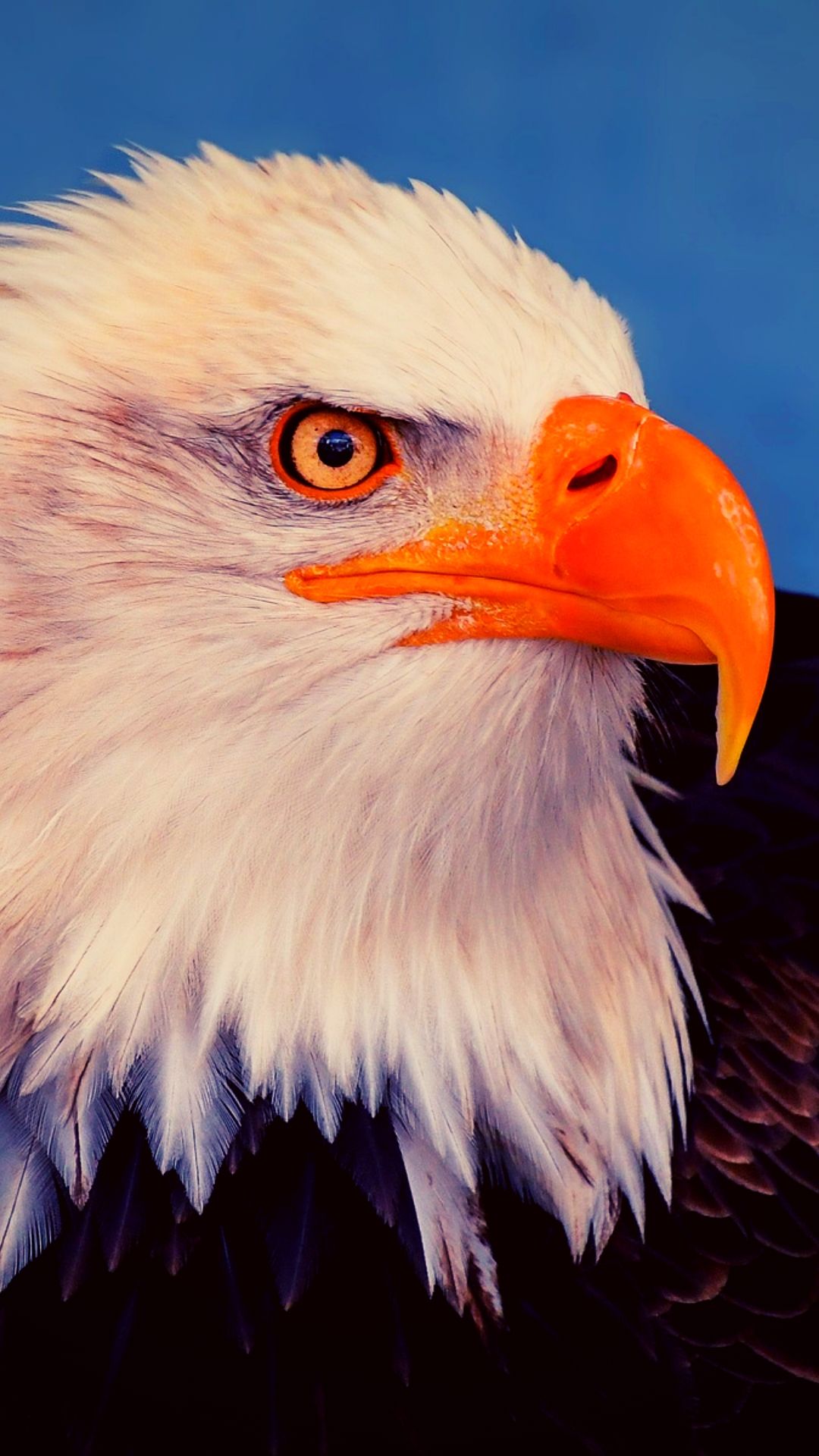 Eagle Wallpaper For Iphone - Iphone Eagle Wallpaper Hd , HD Wallpaper & Backgrounds