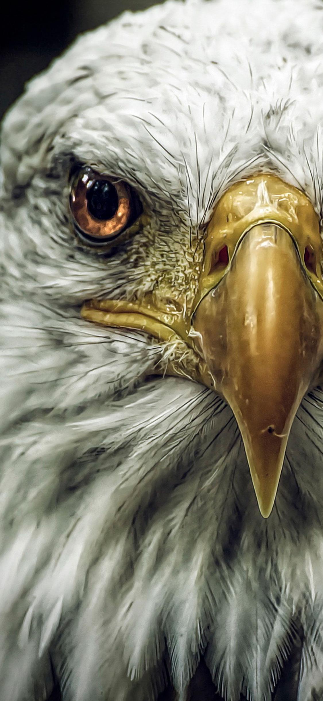 Eagle Bird Free Photos Desktop Hd Wallpaper Download - Eagle Wallpaper Hd Iphone , HD Wallpaper & Backgrounds